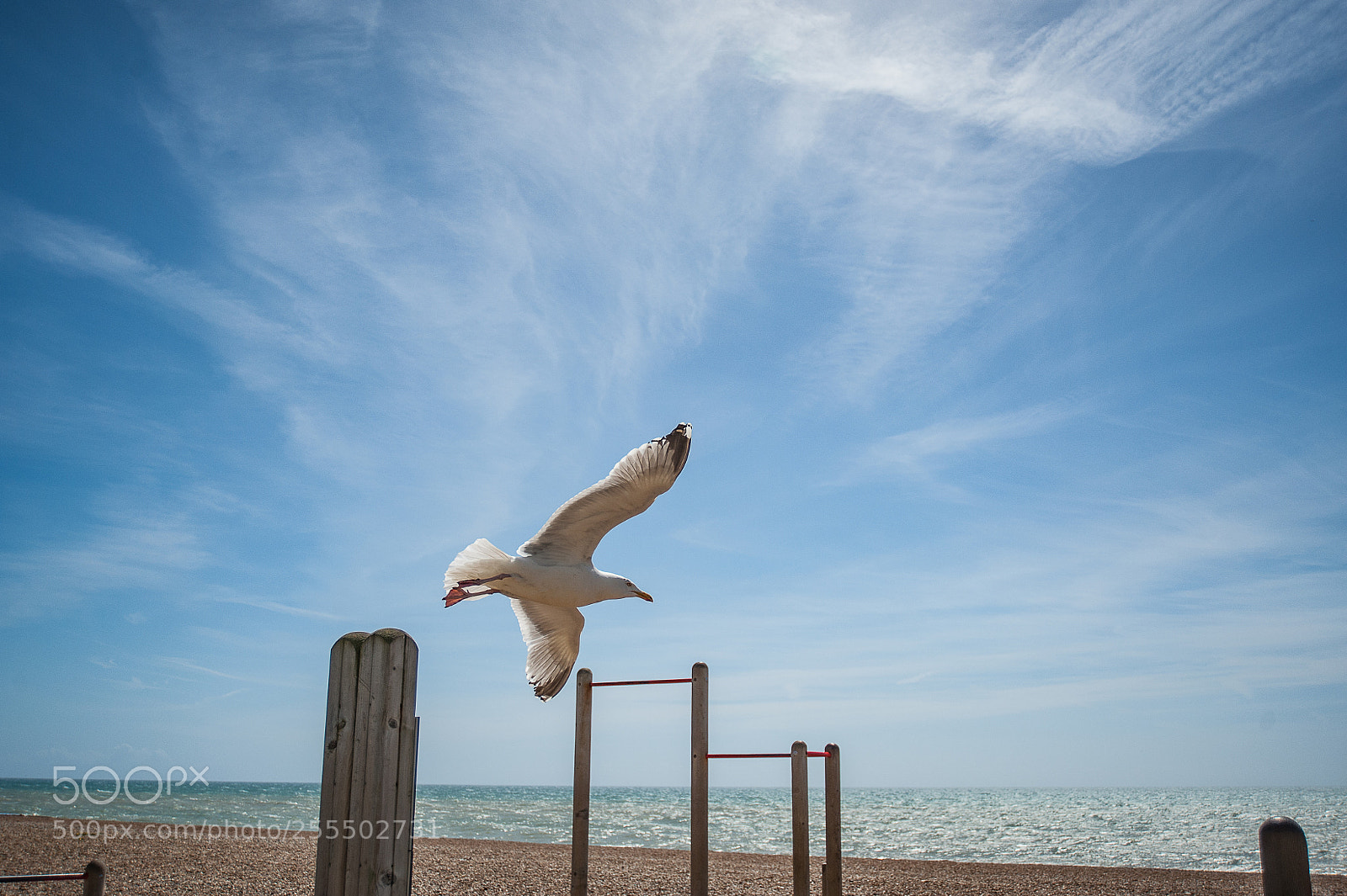 Nikon D700 sample photo. Fly away photography