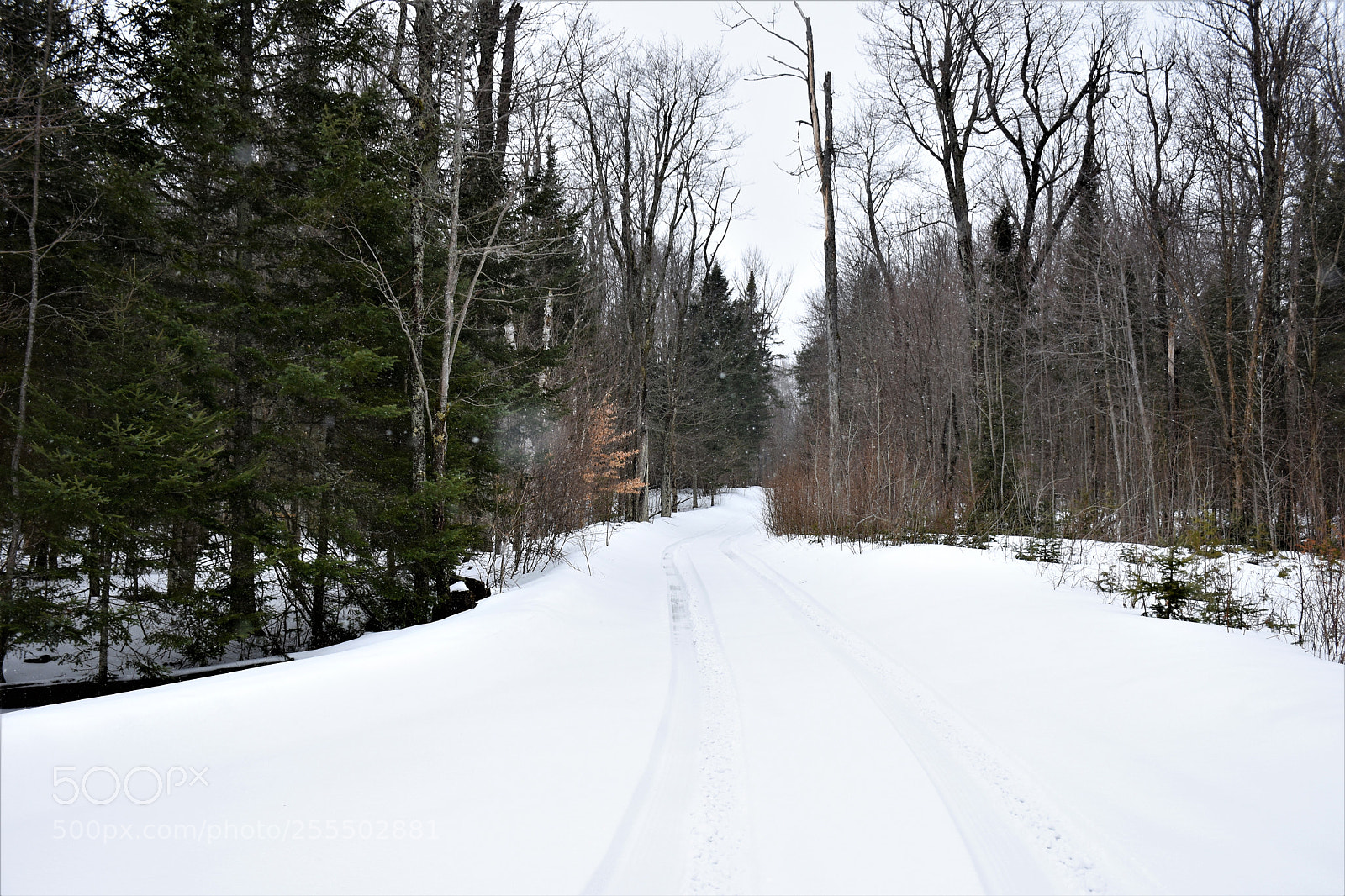 Nikon D7200 sample photo. Snow in the woods photography