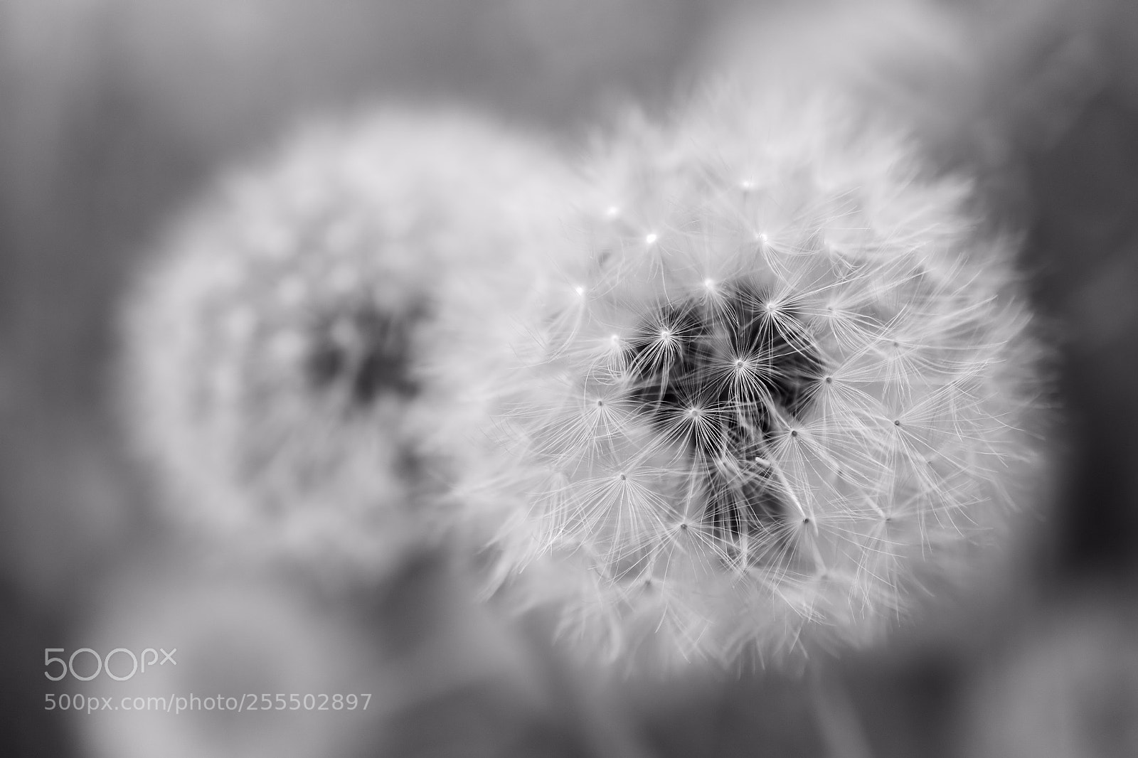 Nikon D3100 sample photo. Dandelion photography