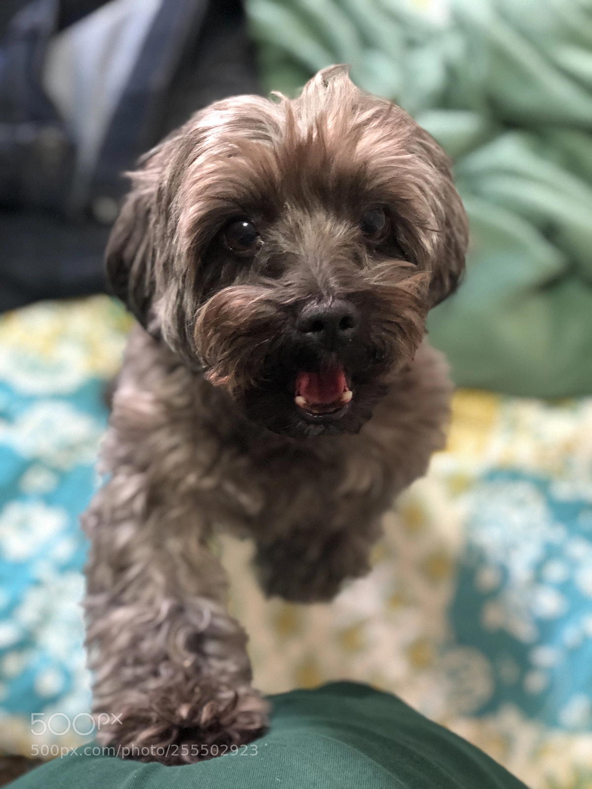 Apple iPhone X sample photo. Hi my name is photography