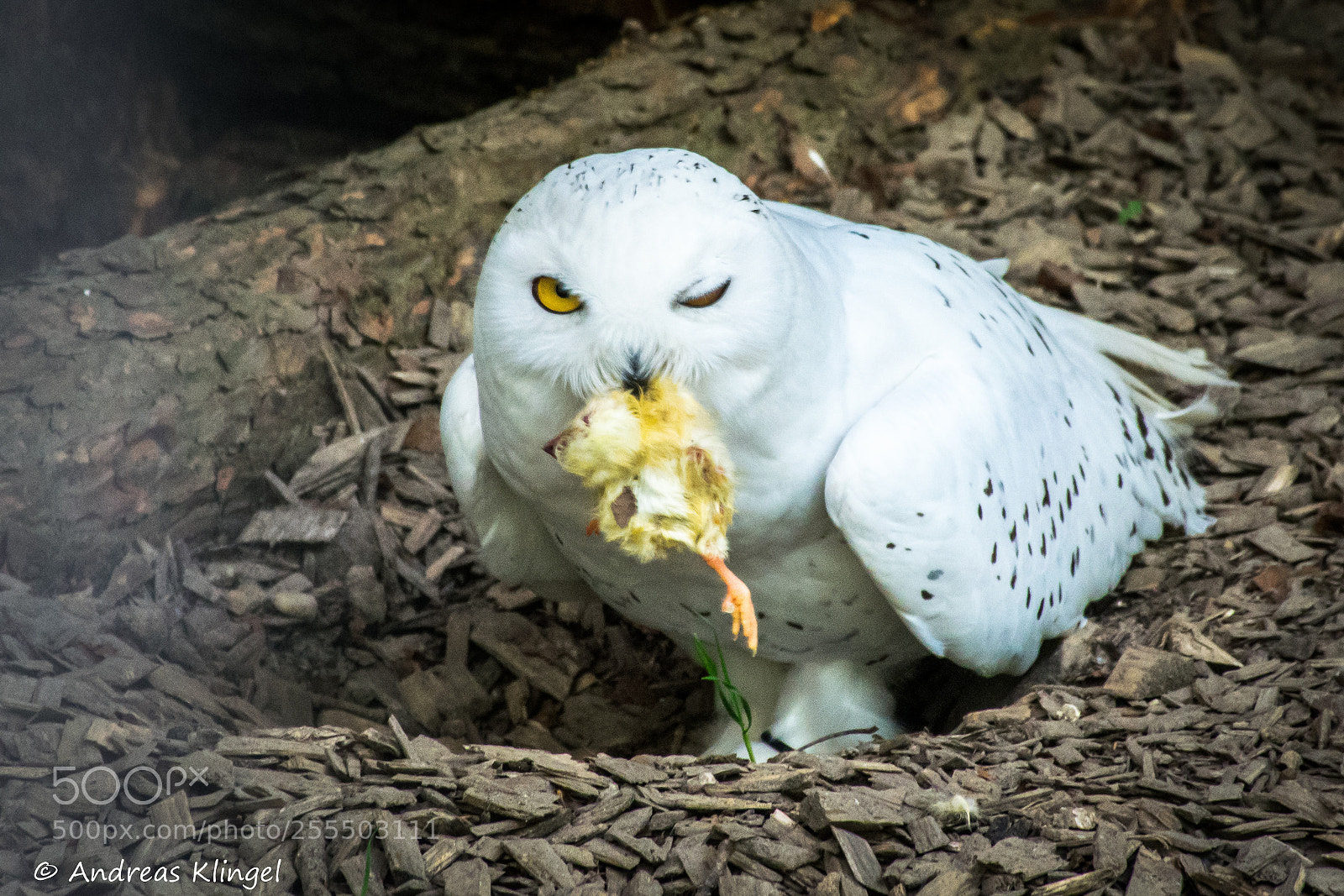 Nikon D5300 sample photo. Owl photography