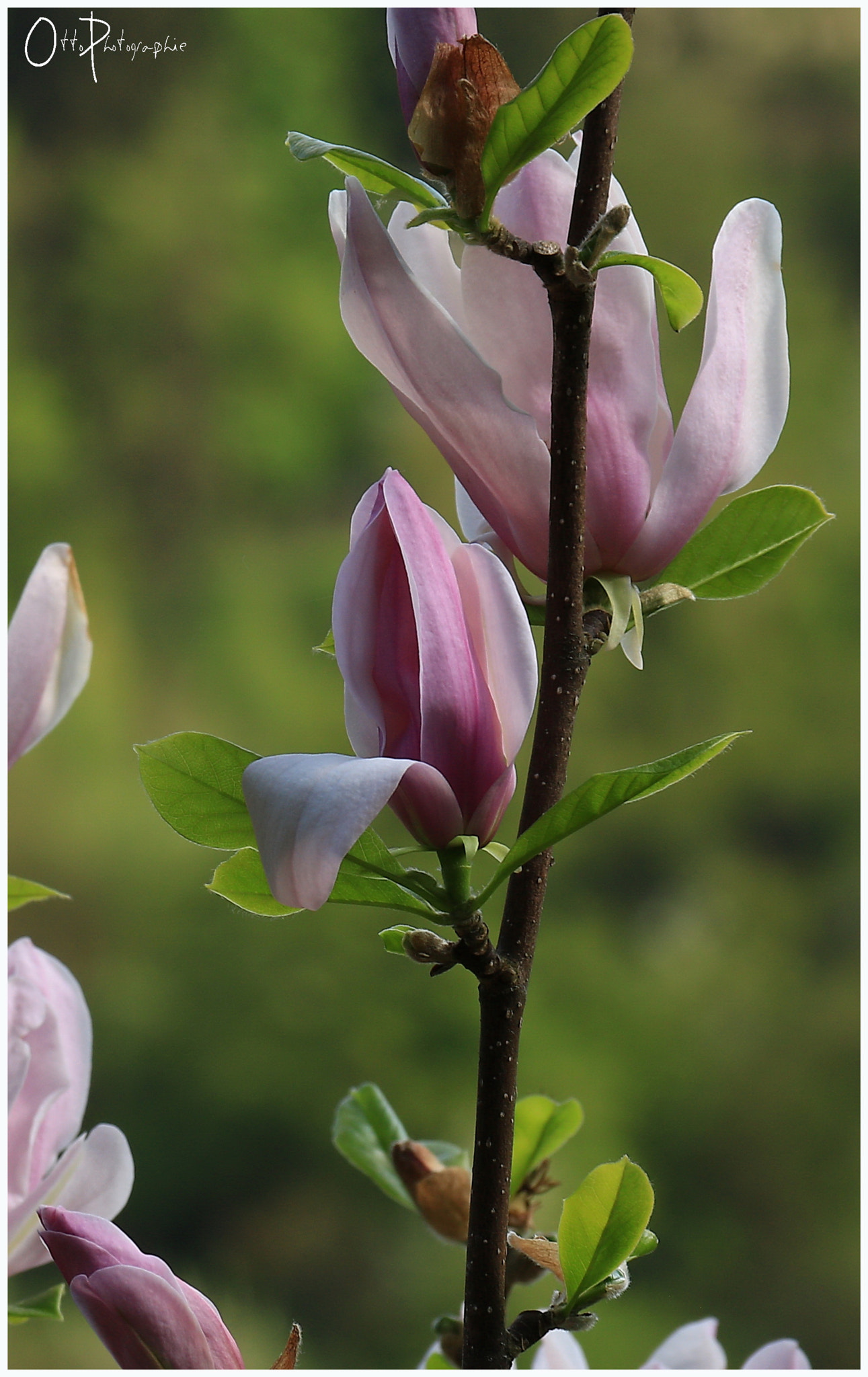 Canon EOS 750D (EOS Rebel T6i / EOS Kiss X8i) + Canon EF-S 18-135mm F3.5-5.6 IS sample photo. Pink magnolia photography