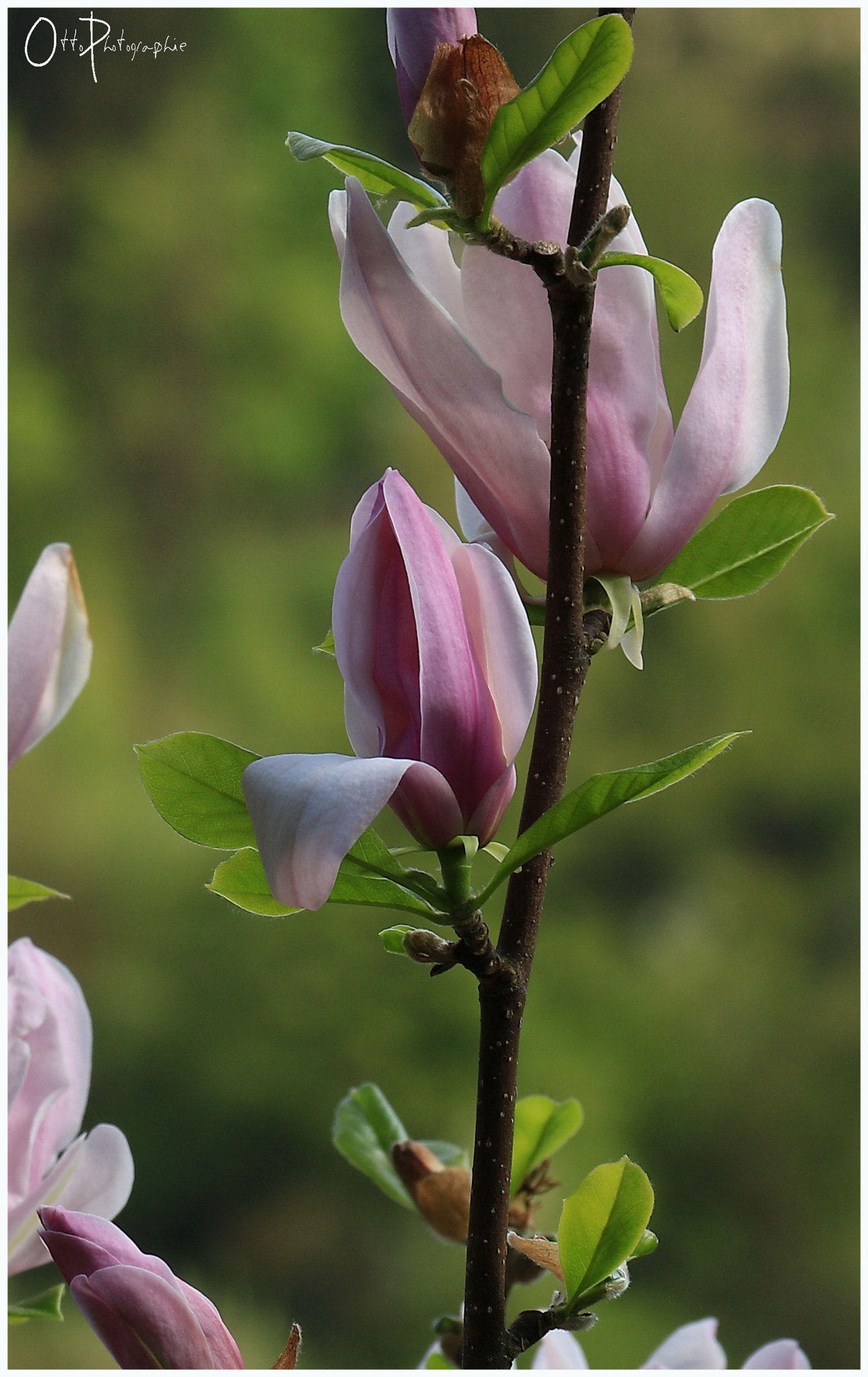 Canon EF-S 18-135mm F3.5-5.6 IS sample photo. Pink magnolia photography