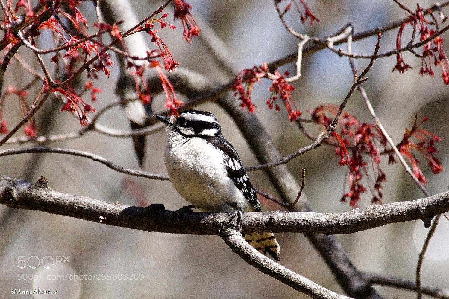 Sony ILCA-77M2 sample photo. Female downy woodpecker photography
