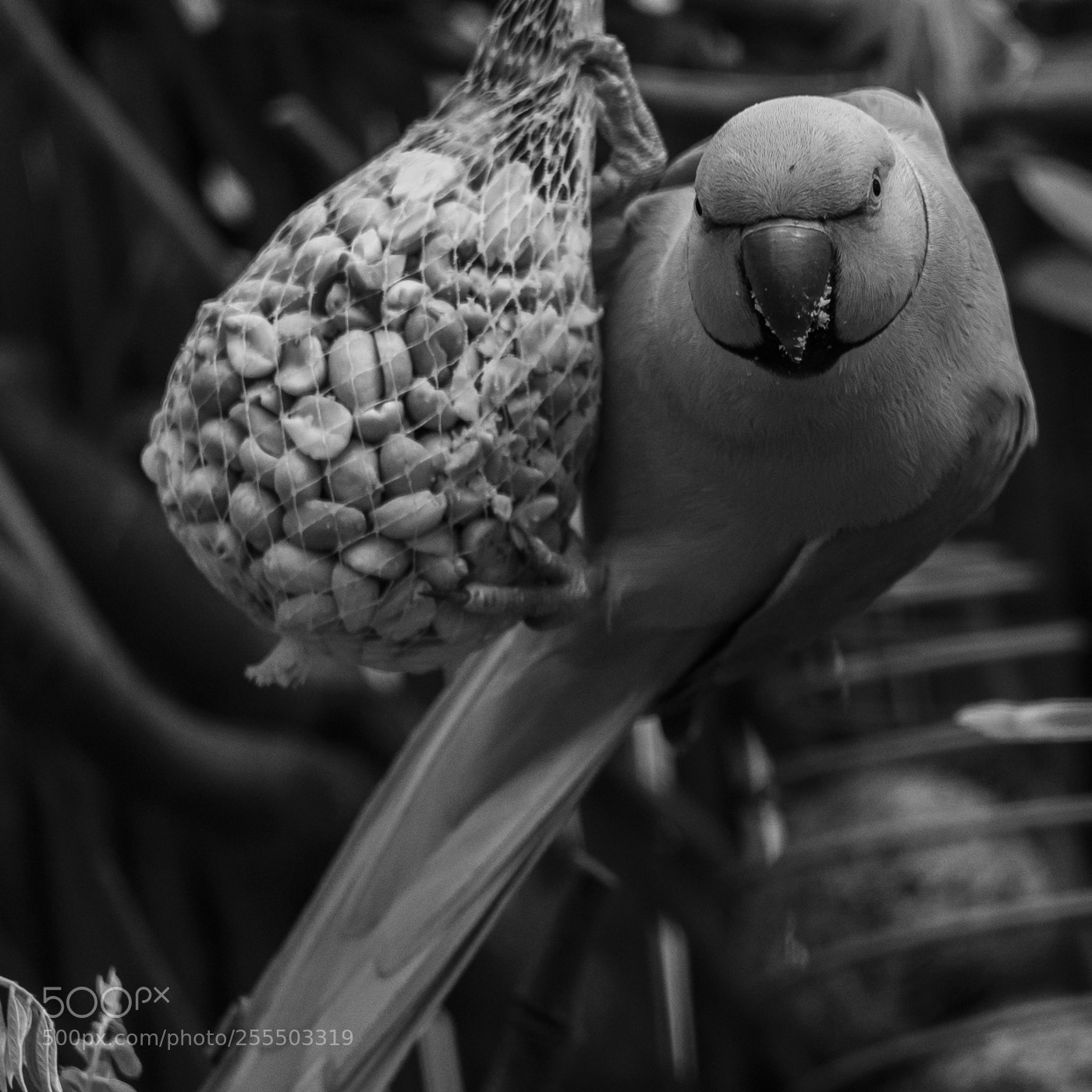 Nikon D610 sample photo. Touche pas au grisby photography