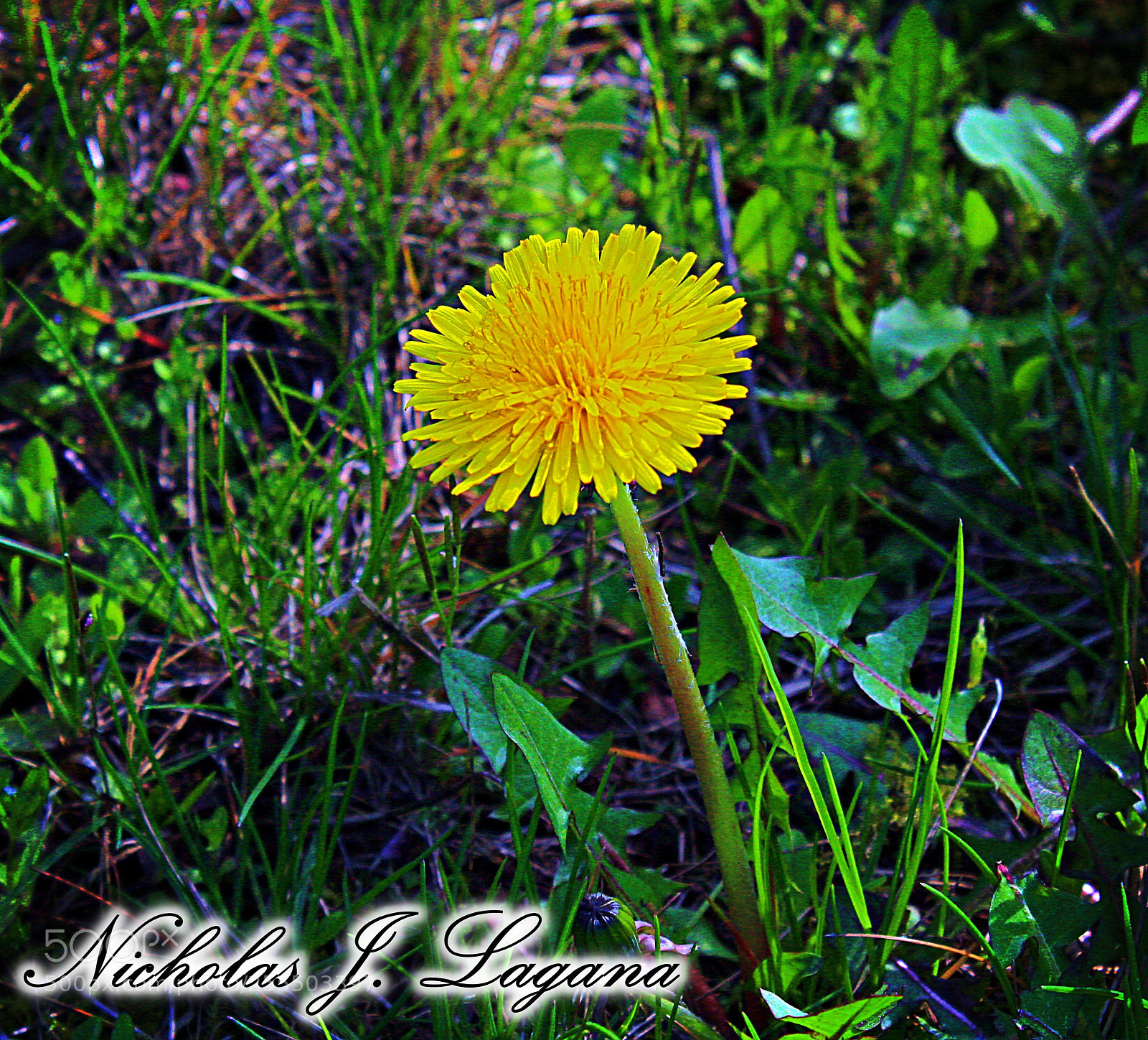 Canon EOS 1300D (EOS Rebel T6 / EOS Kiss X80) sample photo. Small flower photography