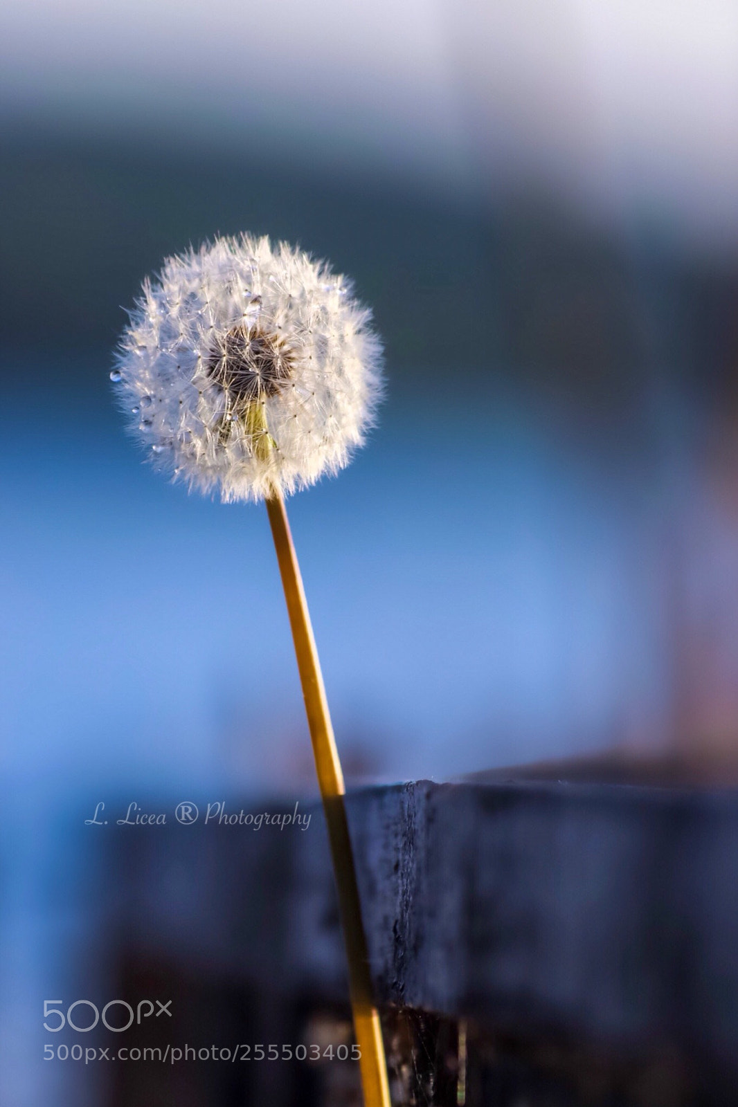 Canon EOS 6D Mark II sample photo. Caress of light 50 photography