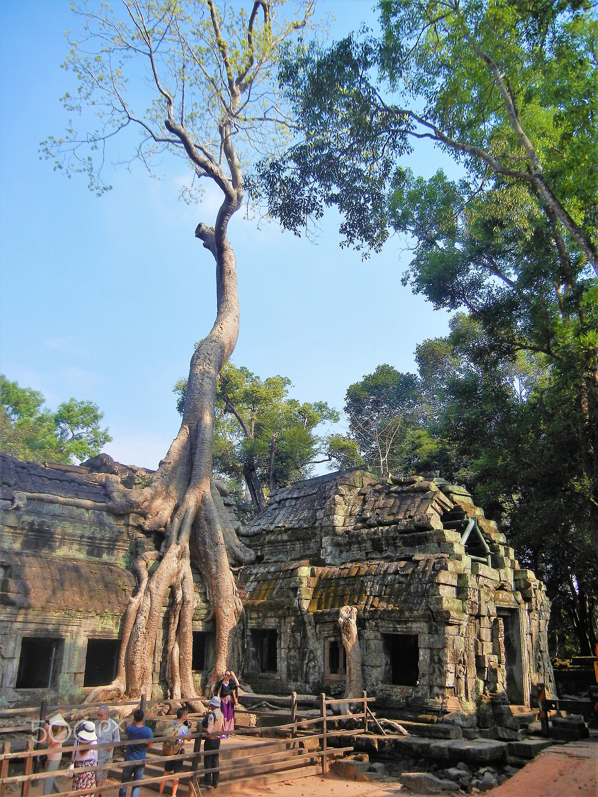 Nikon Coolpix S8100 sample photo. Angkor wat tree of life photography