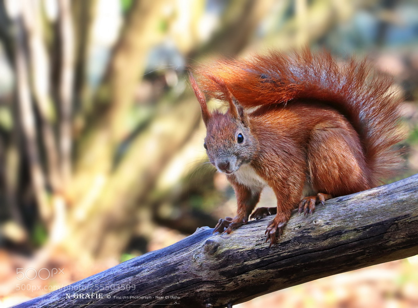 Canon EOS 80D sample photo. Squirrel photography