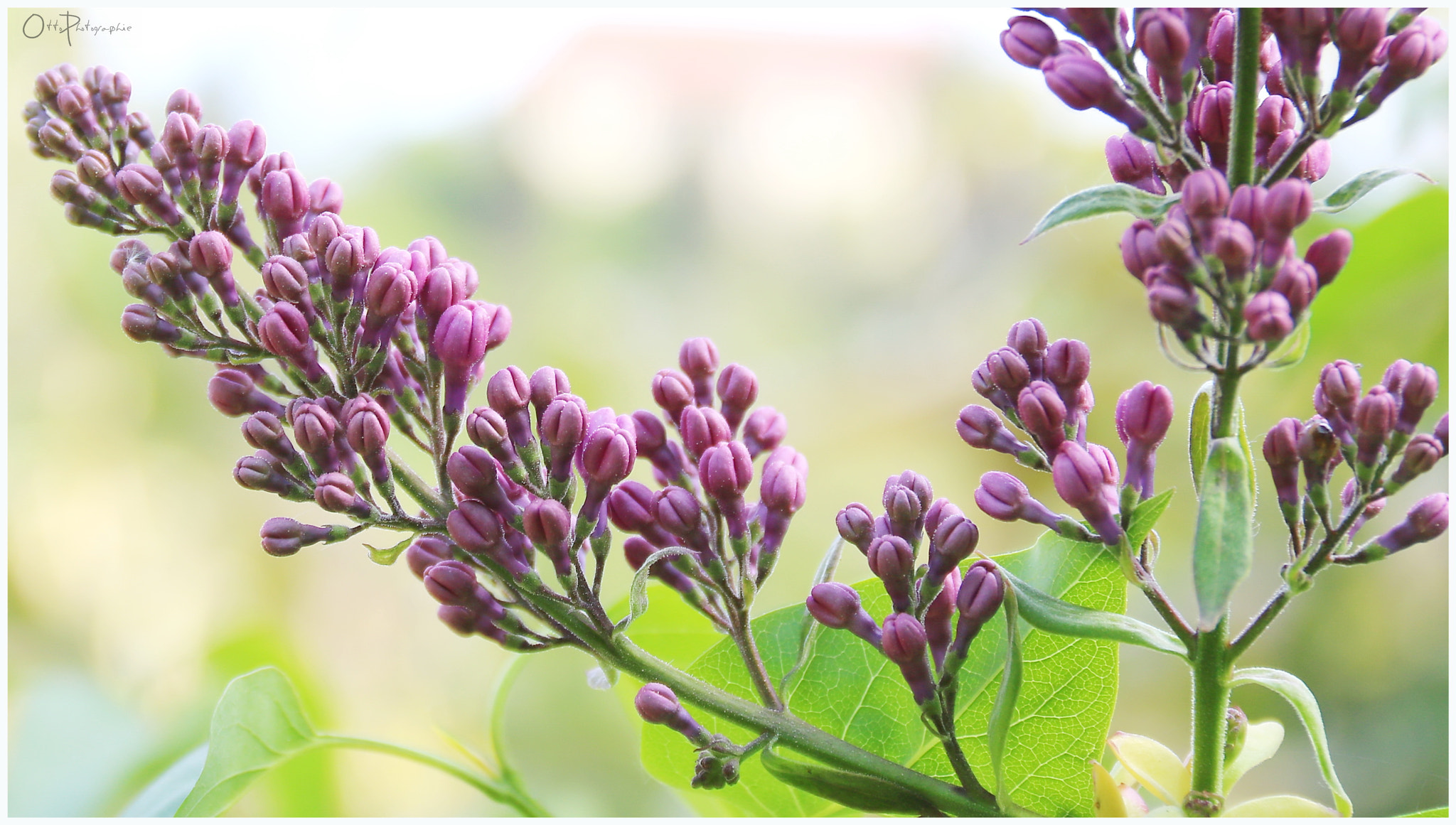 Canon EF-S 18-135mm F3.5-5.6 IS sample photo. Flieder- lilac photography