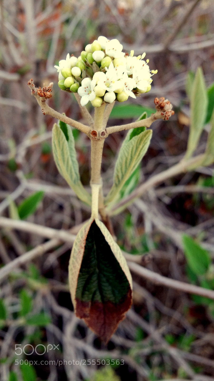 Samsung Galaxy Note4 sample photo. Leaf down (fold) photography