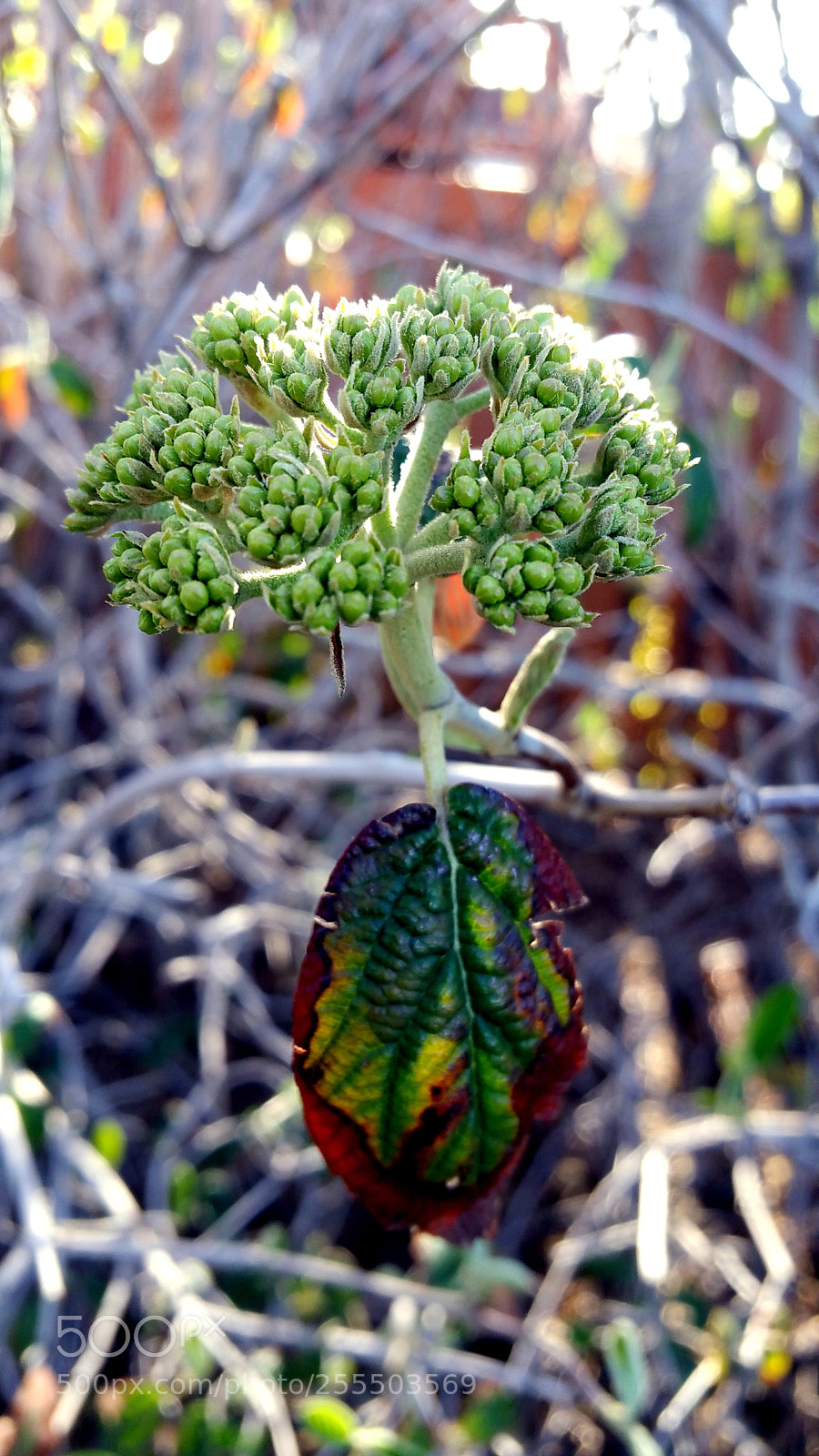 Samsung Galaxy Note4 sample photo. Leaf down (color) photography