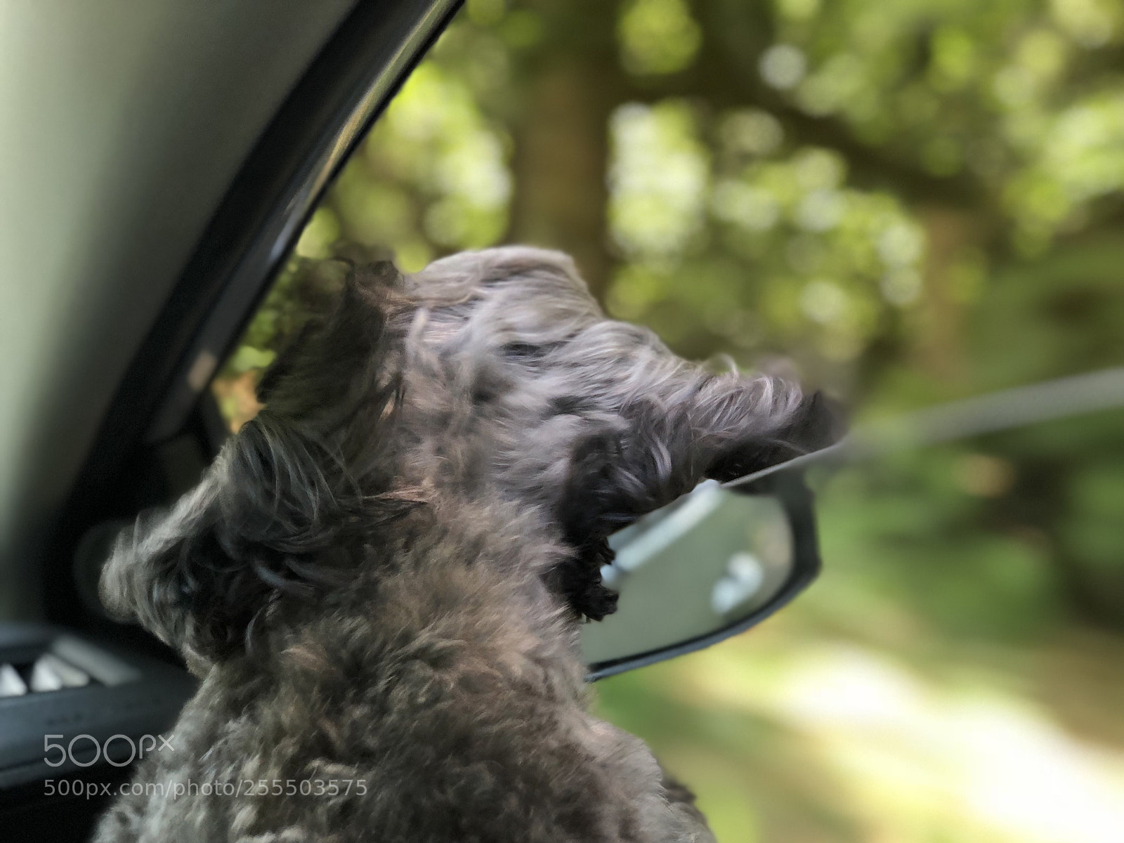 Apple iPhone X sample photo. Dog life photography