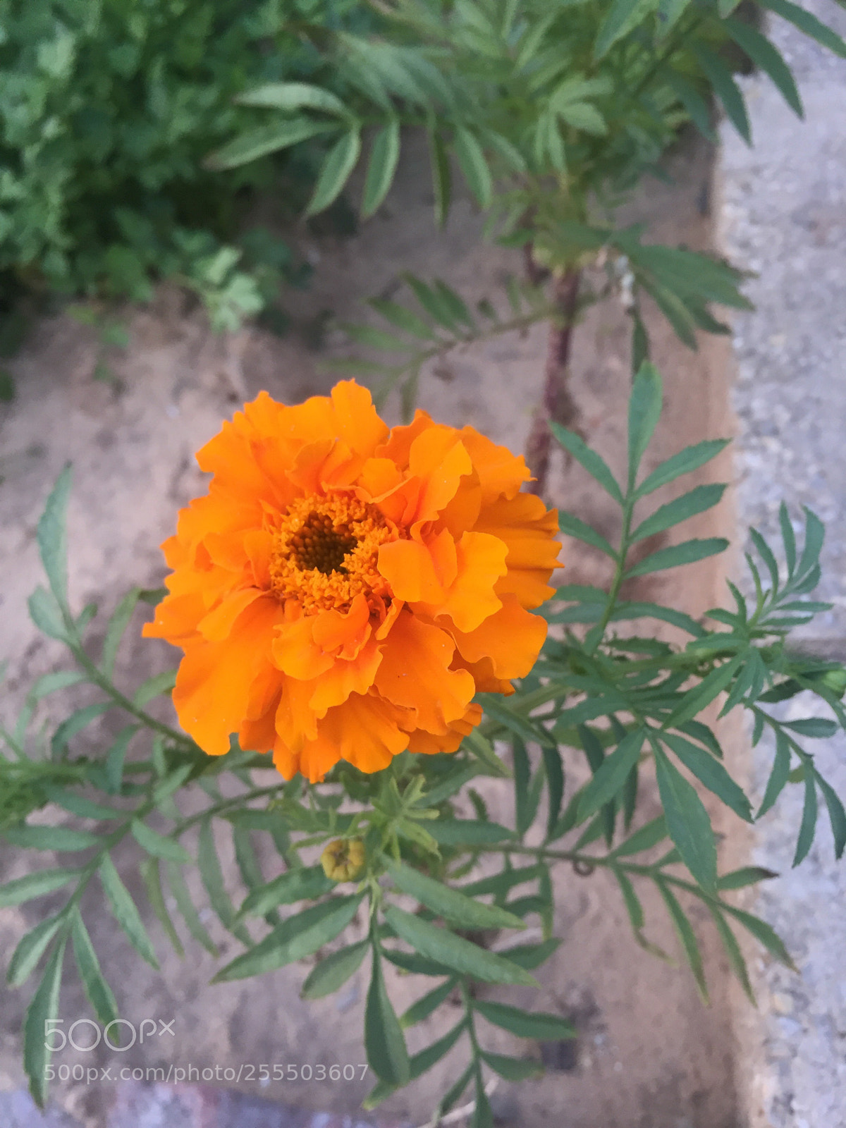 Apple iPhone 6 sample photo. Untitled photography