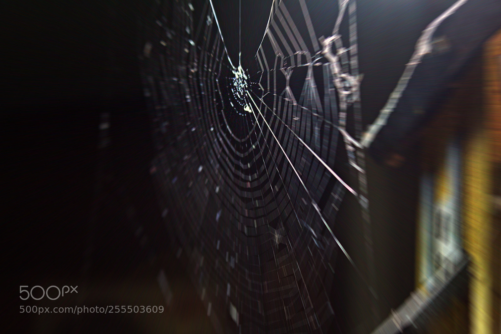 Canon EOS 1300D (EOS Rebel T6 / EOS Kiss X80) sample photo. Spiderweb a photography
