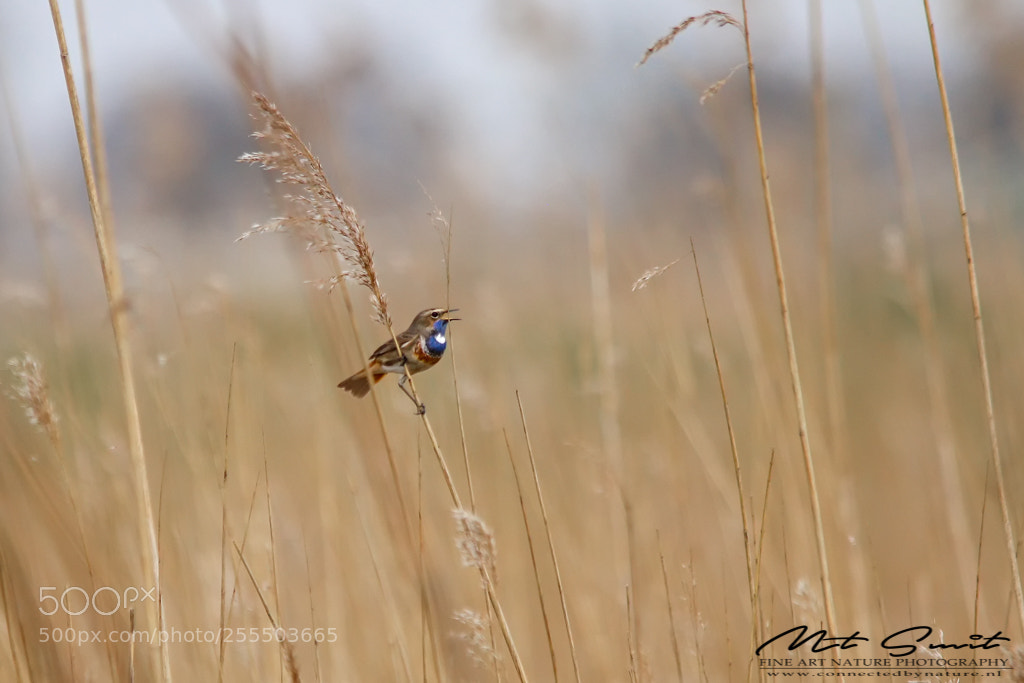 Canon EOS 80D sample photo. Bluethroat photography