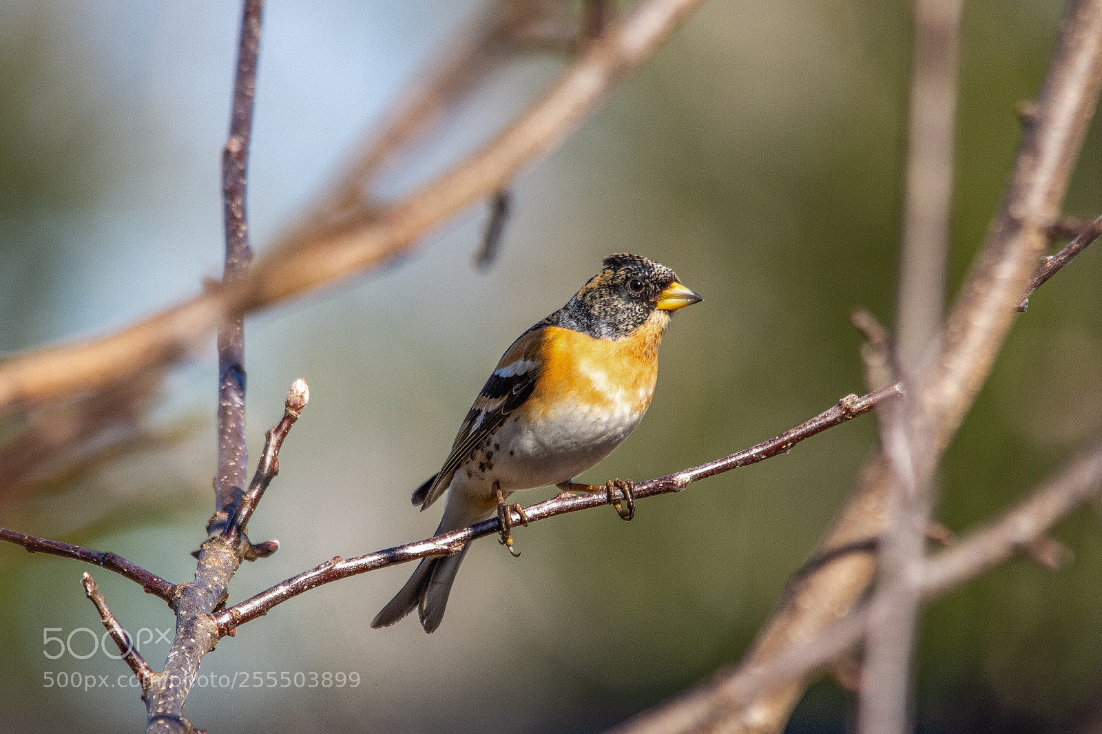 Nikon D7200 sample photo. Brambling photography