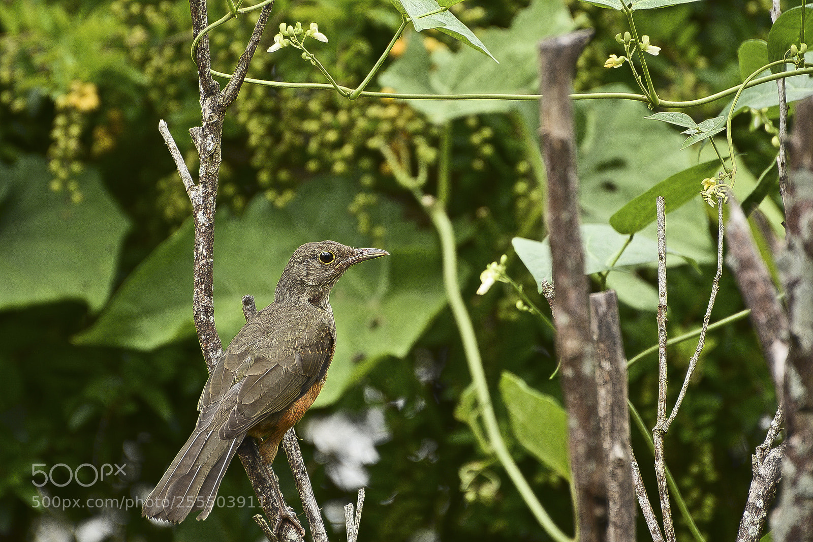 Nikon D7100 sample photo. O p ssaro e photography