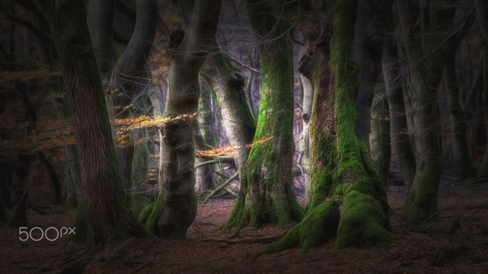 Samsung NX1 sample photo. Dream forest photography