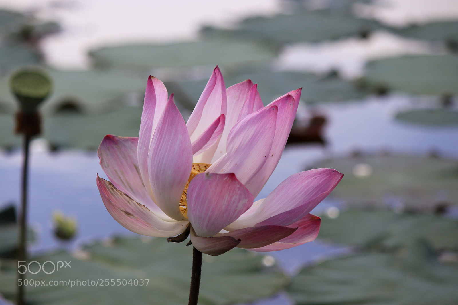 Canon EOS 800D (EOS Rebel T7i / EOS Kiss X9i) sample photo. Untitled photography