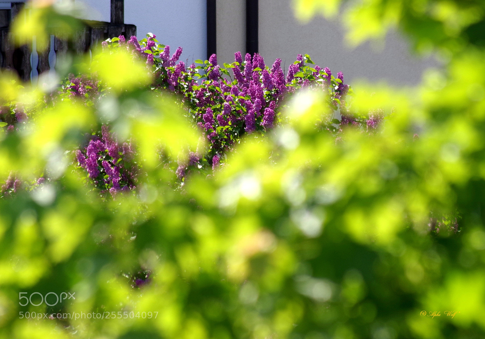 Pentax K-1 sample photo. Flieder photography