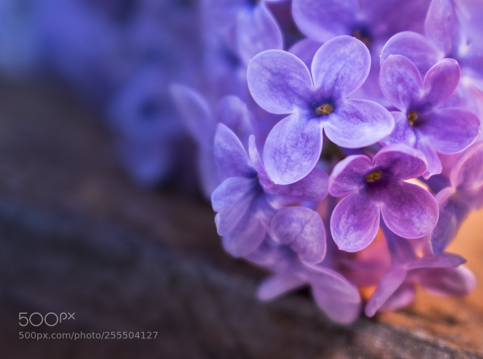 Nikon D5300 sample photo. Blooming lilac photography