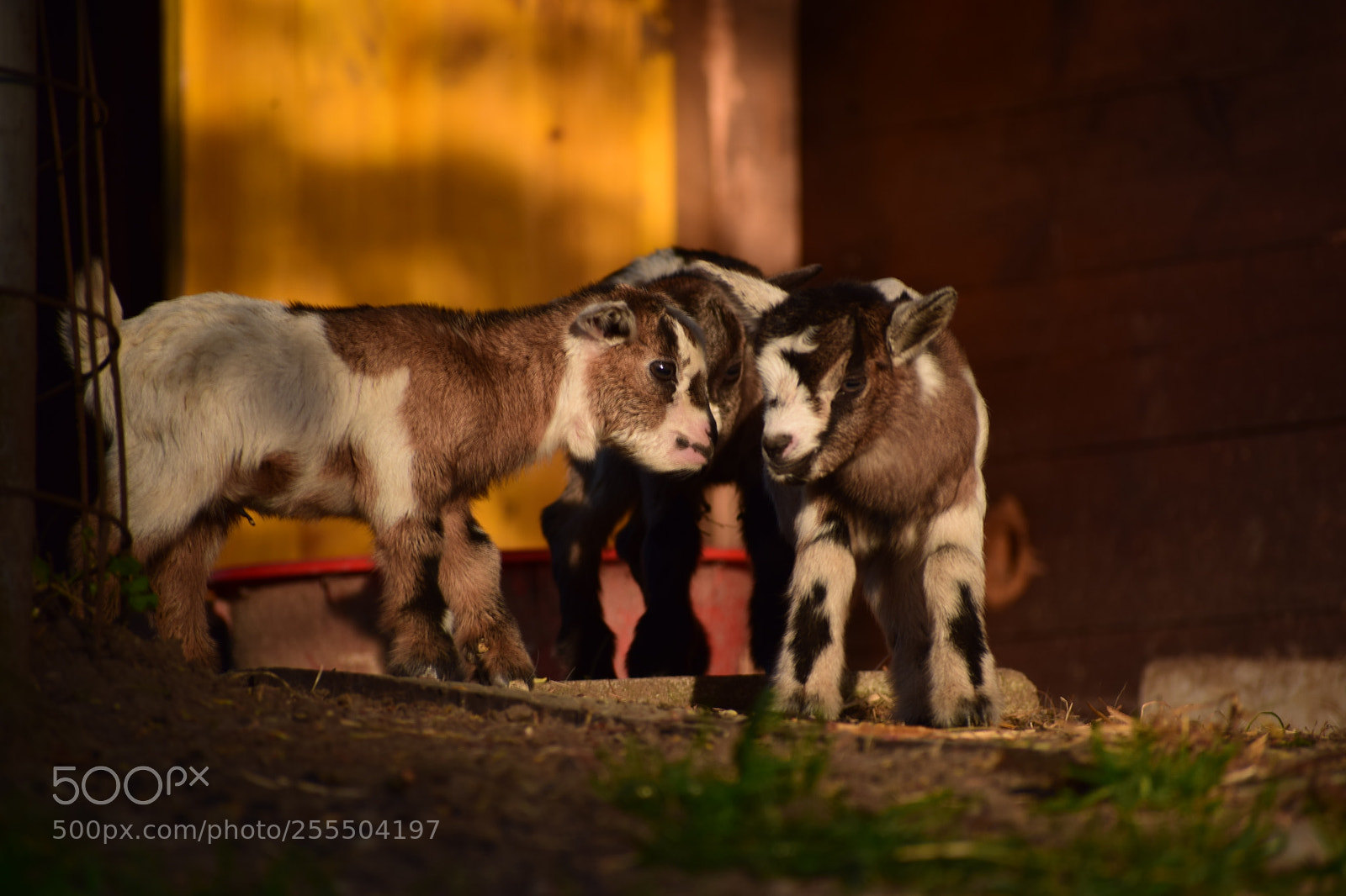 Nikon D3300 sample photo. Three cute baby goats photography