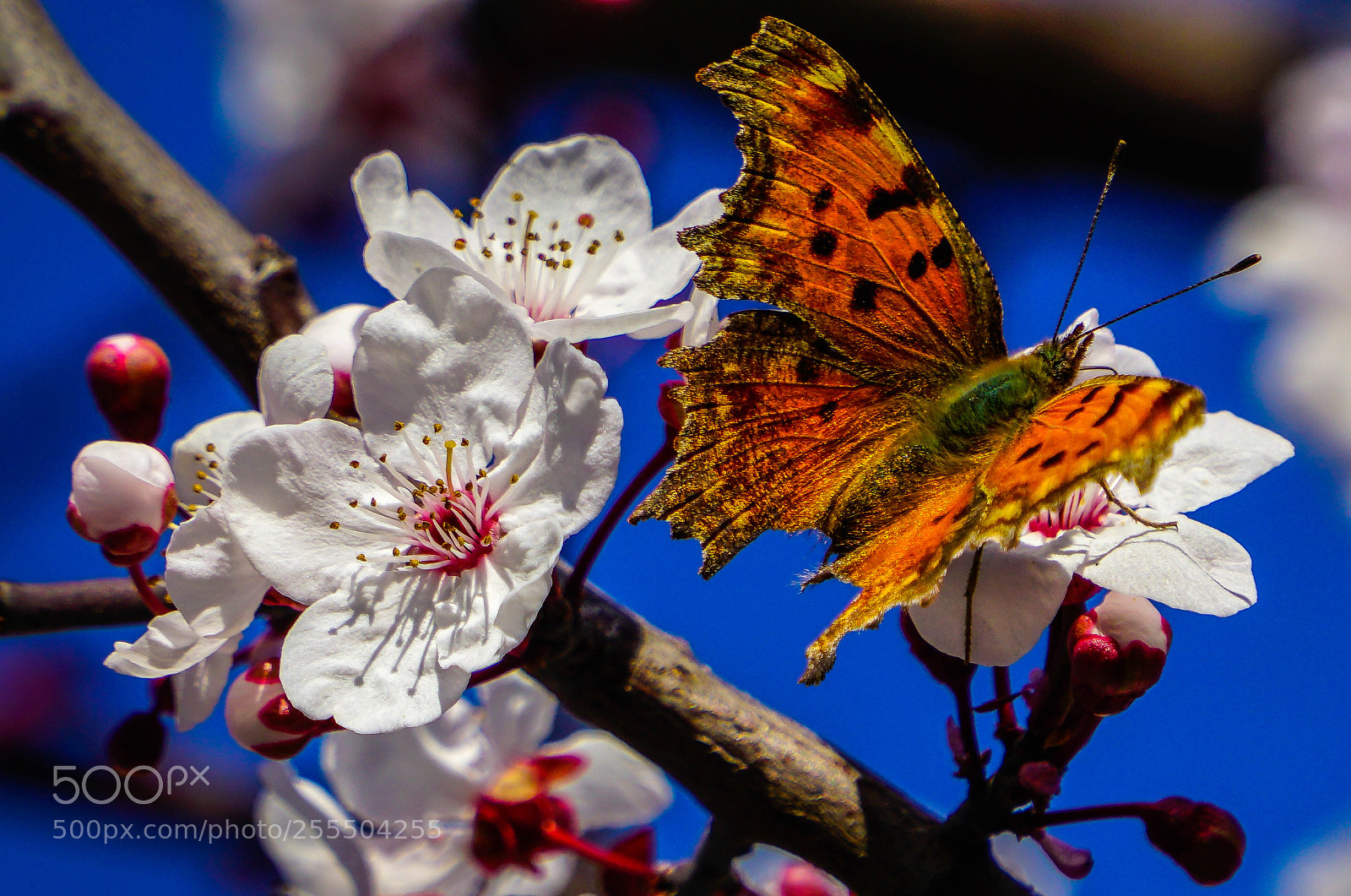 Sony a6000 sample photo. Butterfly photography