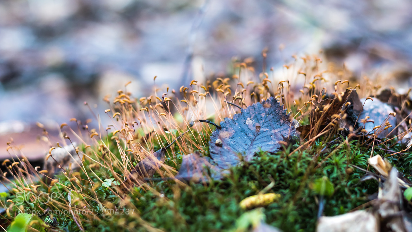 Canon EOS M6 sample photo. Macrospring in the forest photography