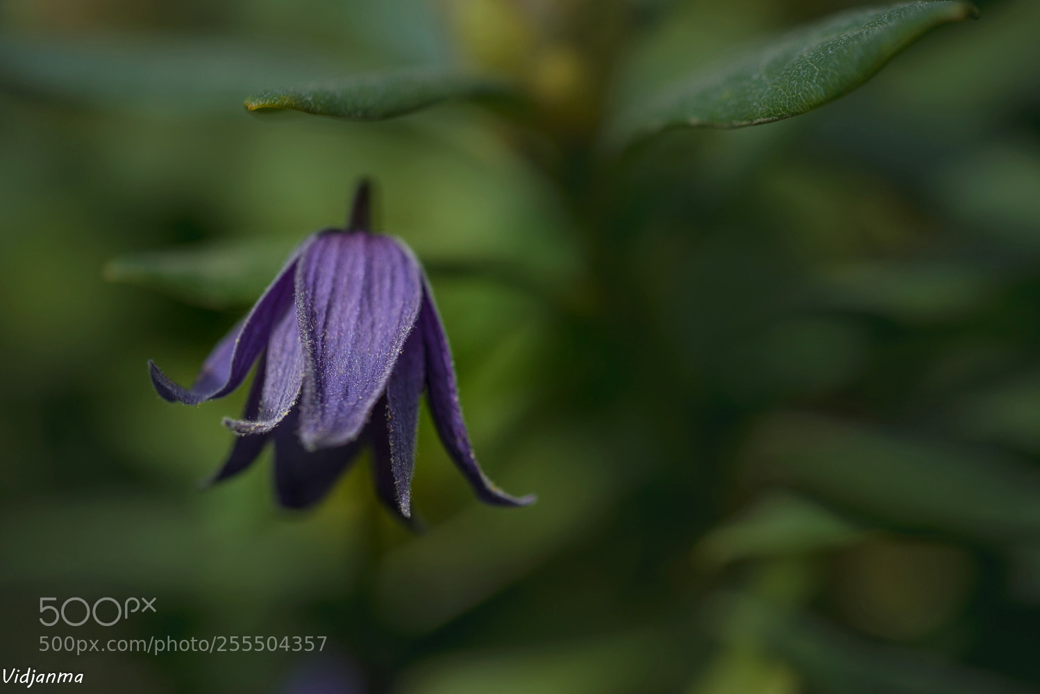 Nikon D610 sample photo. Suspension photography