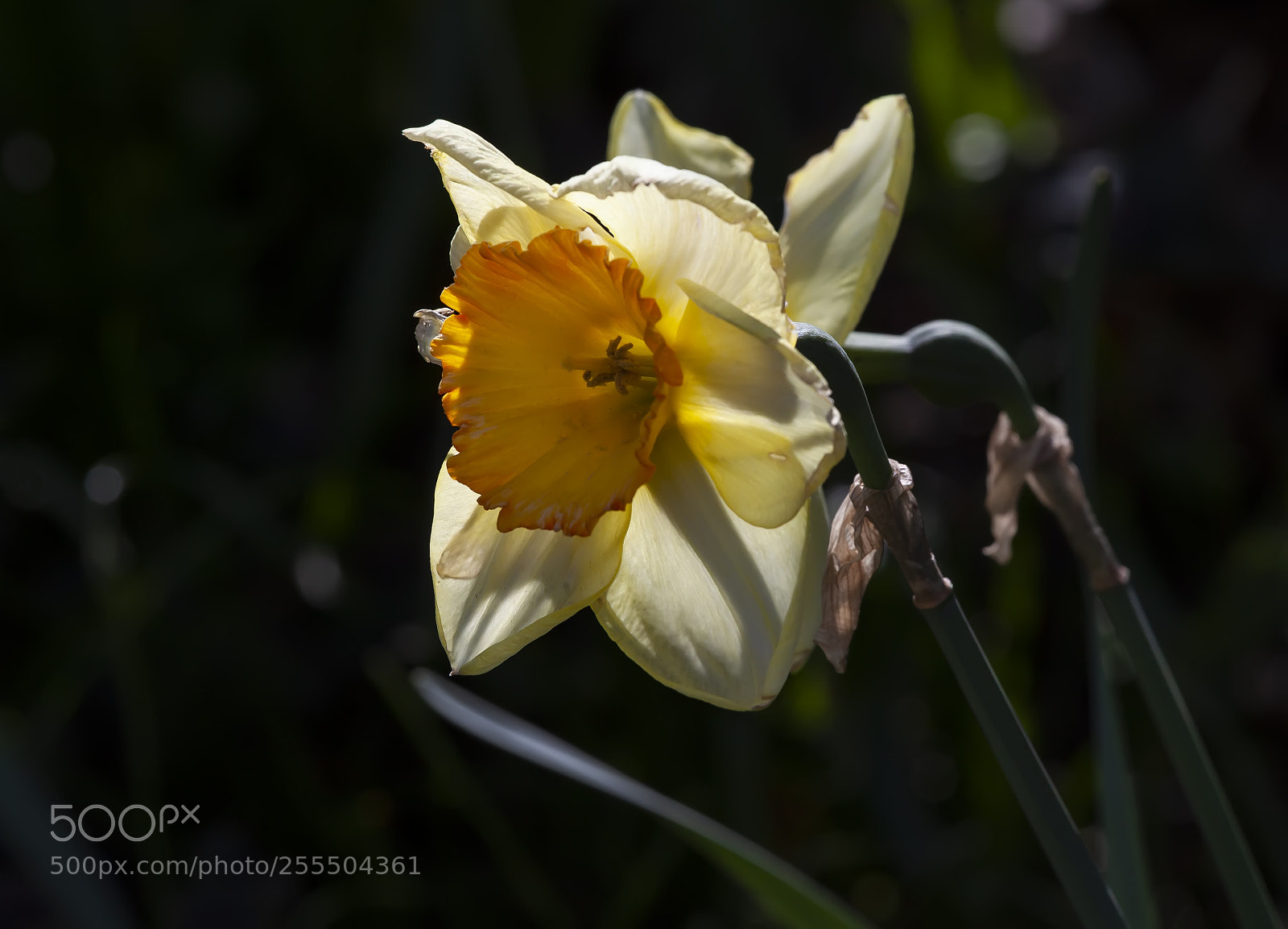 Canon EOS 5D Mark II sample photo. Narcissus photography