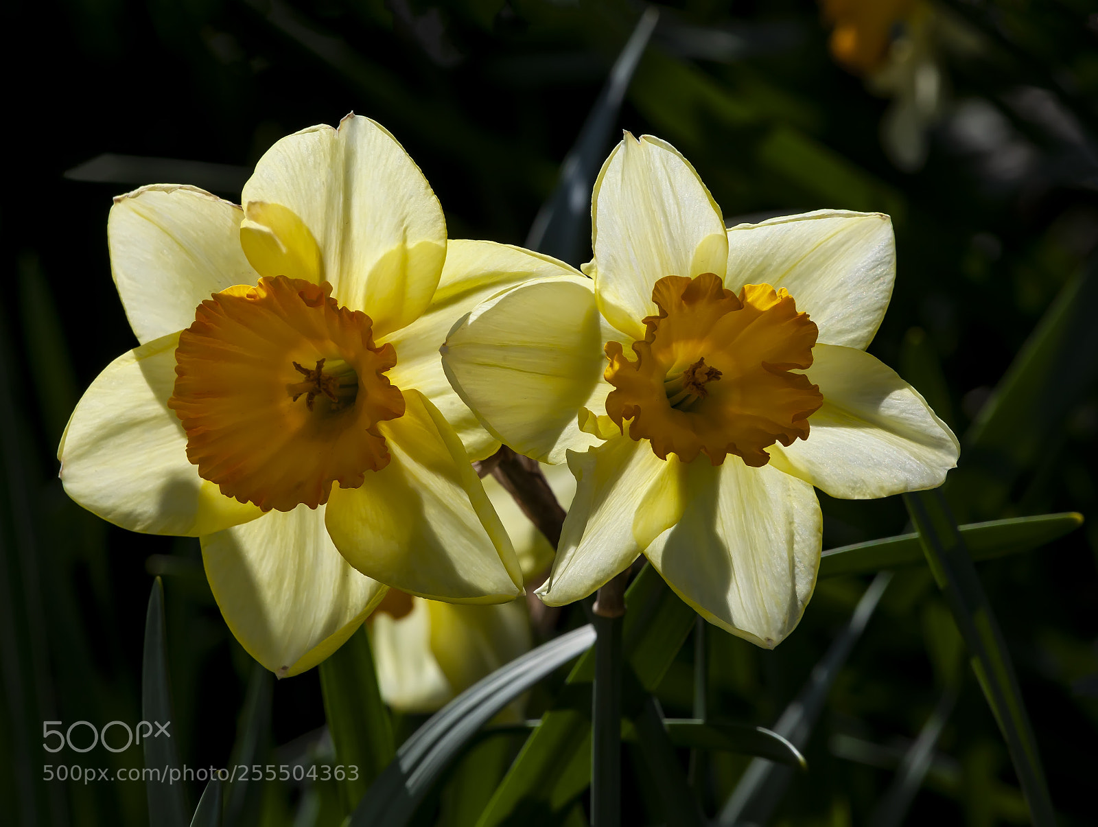 Canon EOS 5D Mark II sample photo. Narcissus photography