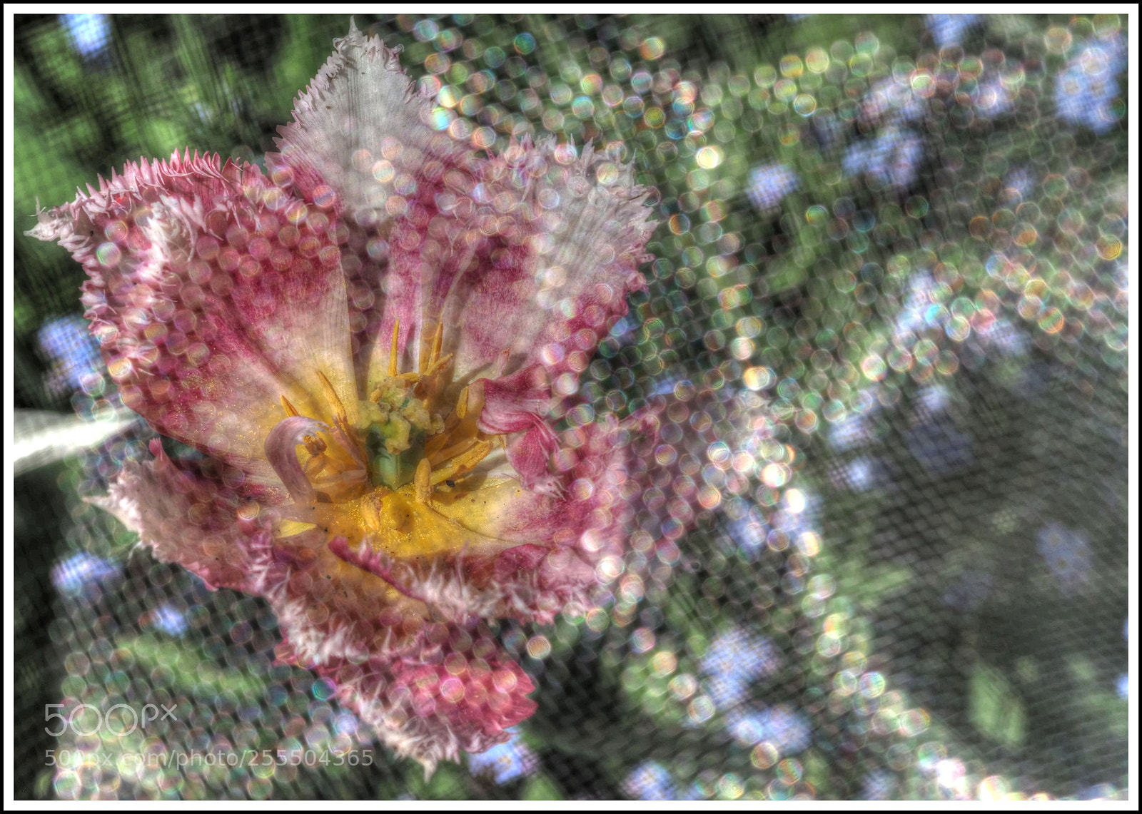 Olympus OM-D E-M1 Mark II sample photo. Durch`s löchersieb photography