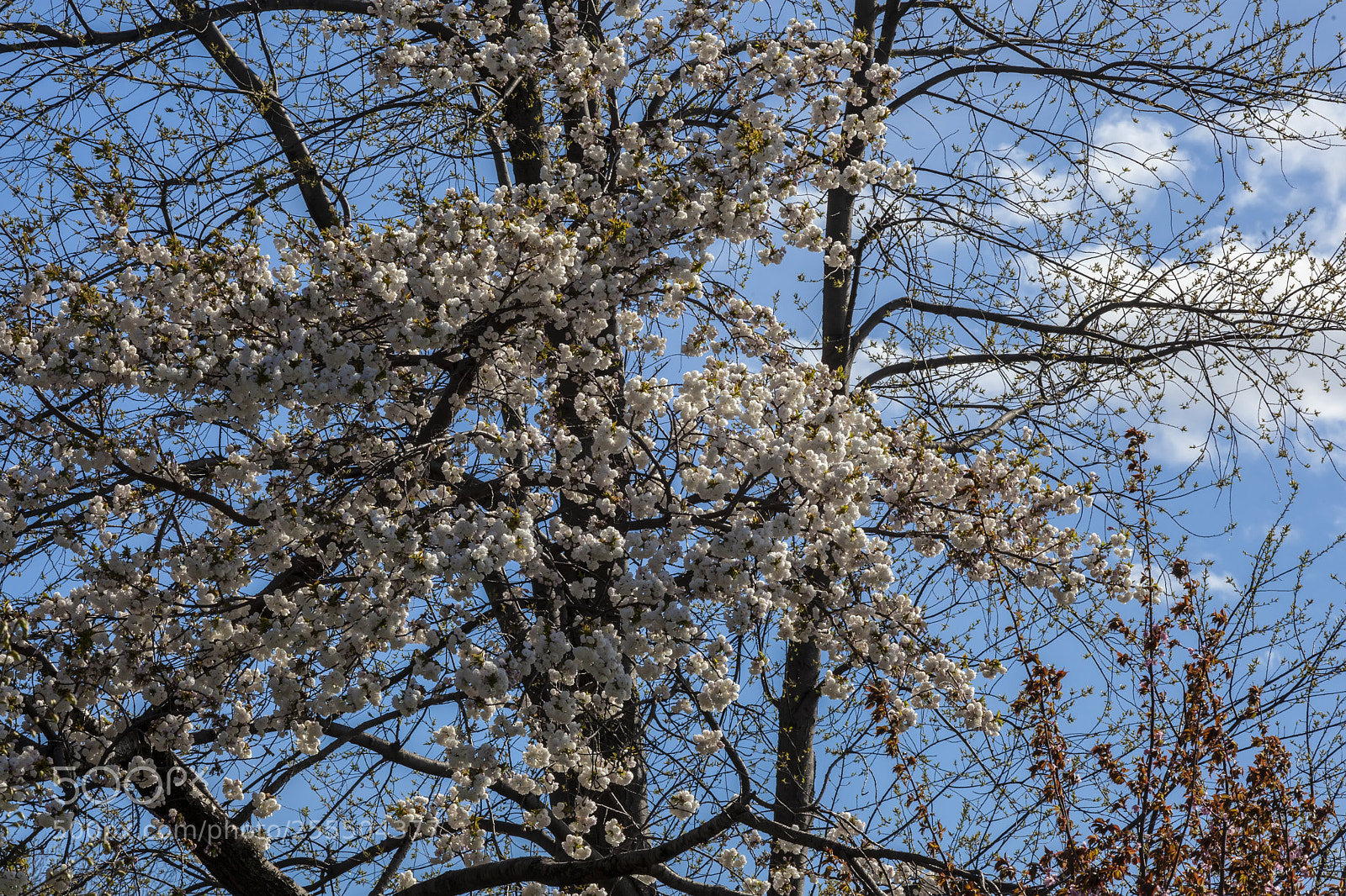 Canon EOS 5D Mark II sample photo. Cherry trees photography