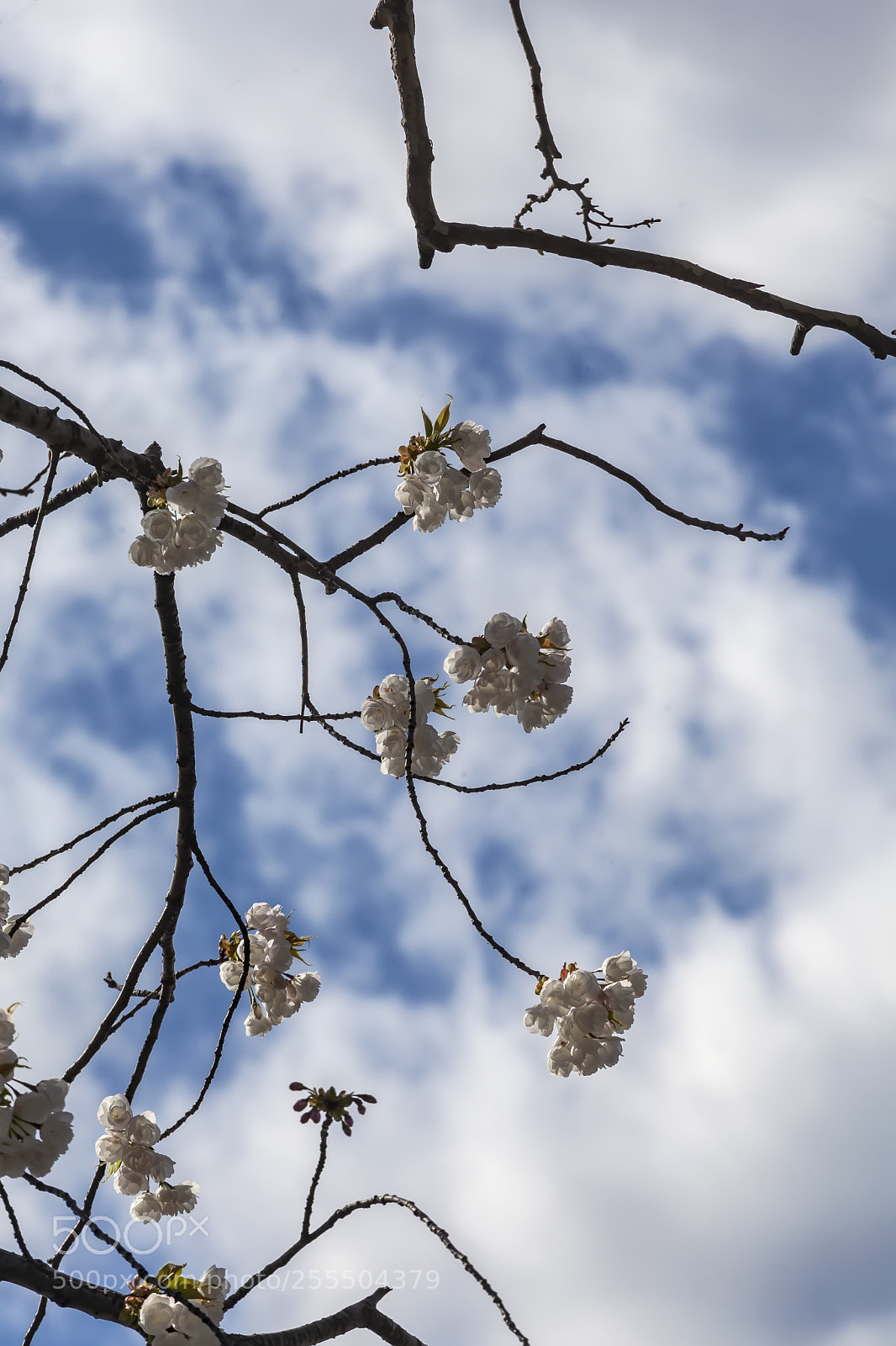 Canon EOS 5D Mark II sample photo. Cherry blossoms photography