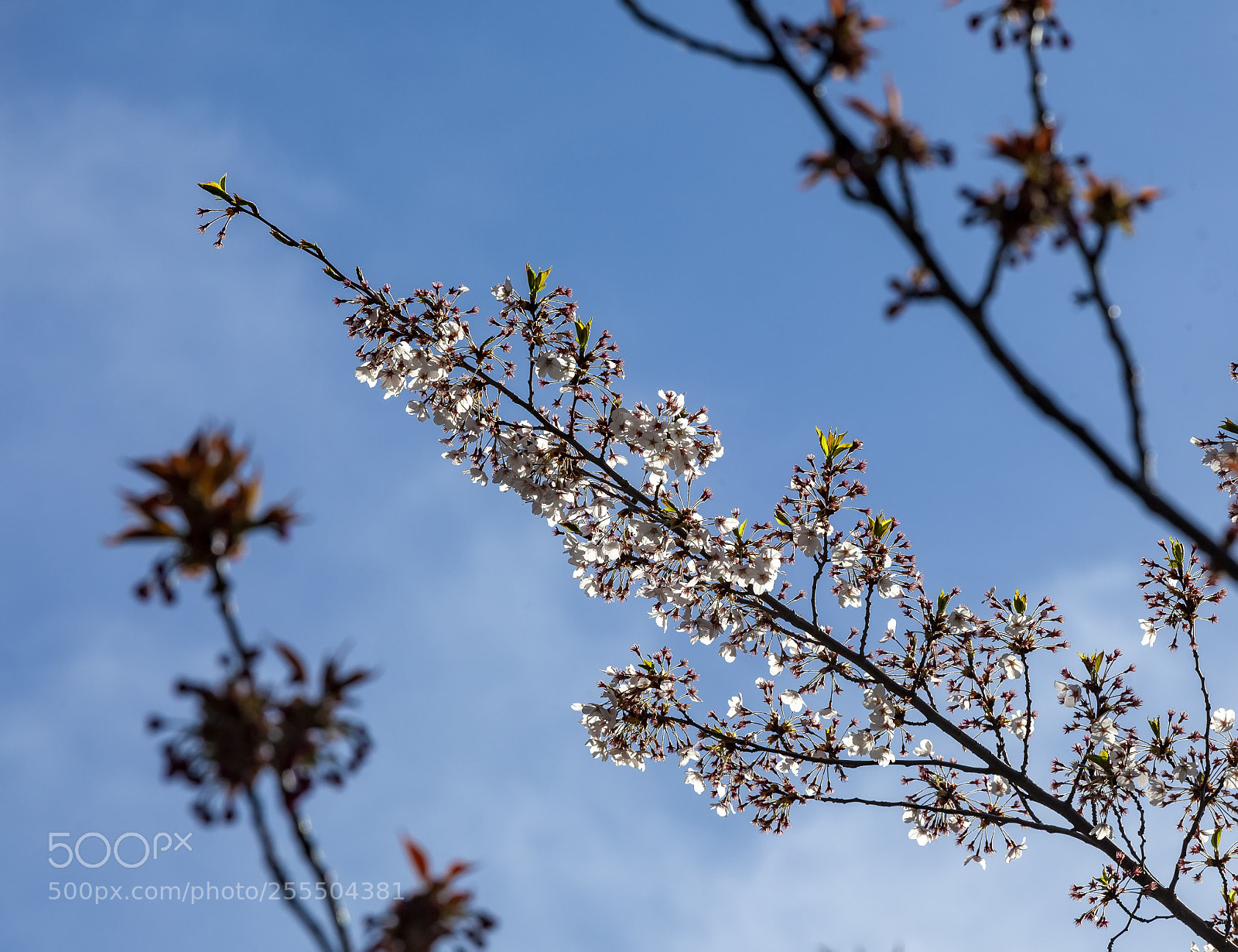 Canon EOS 5D Mark II sample photo. Cherry blossoms photography