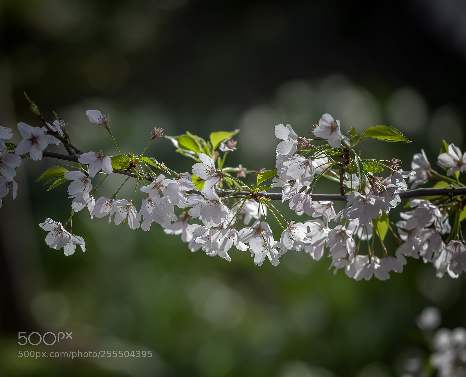 Canon EOS 5D Mark II sample photo. Cherry blossoms photography