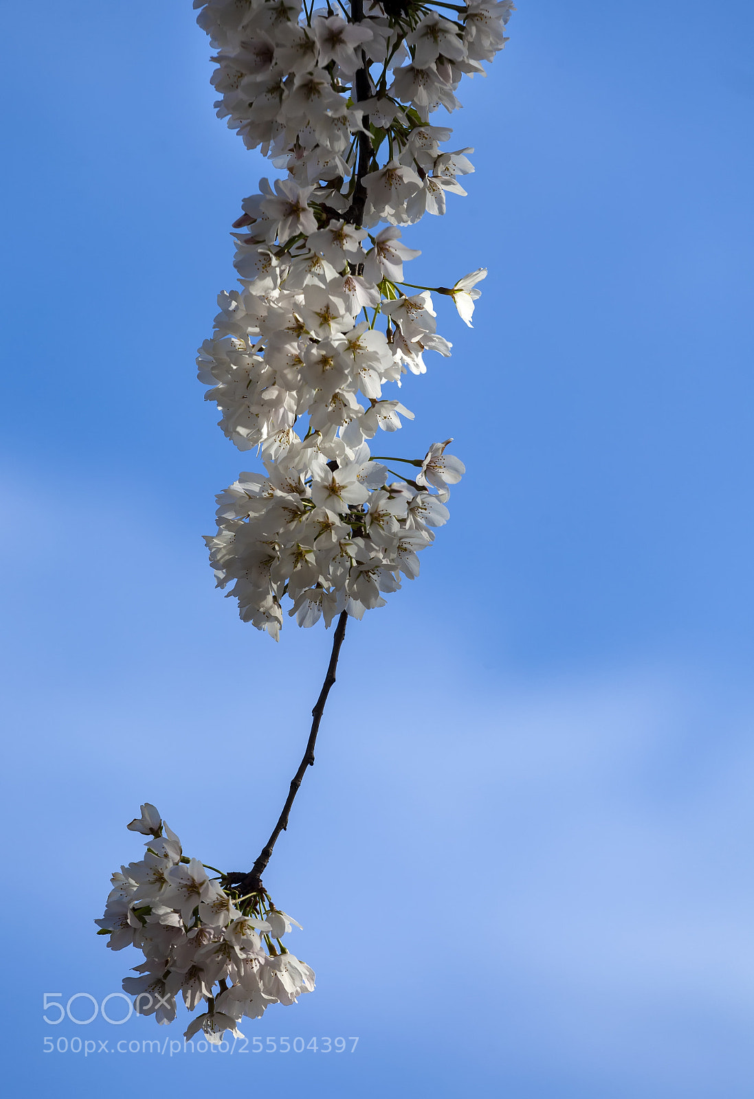 Canon EOS 5D Mark II sample photo. Cherry blossoms photography