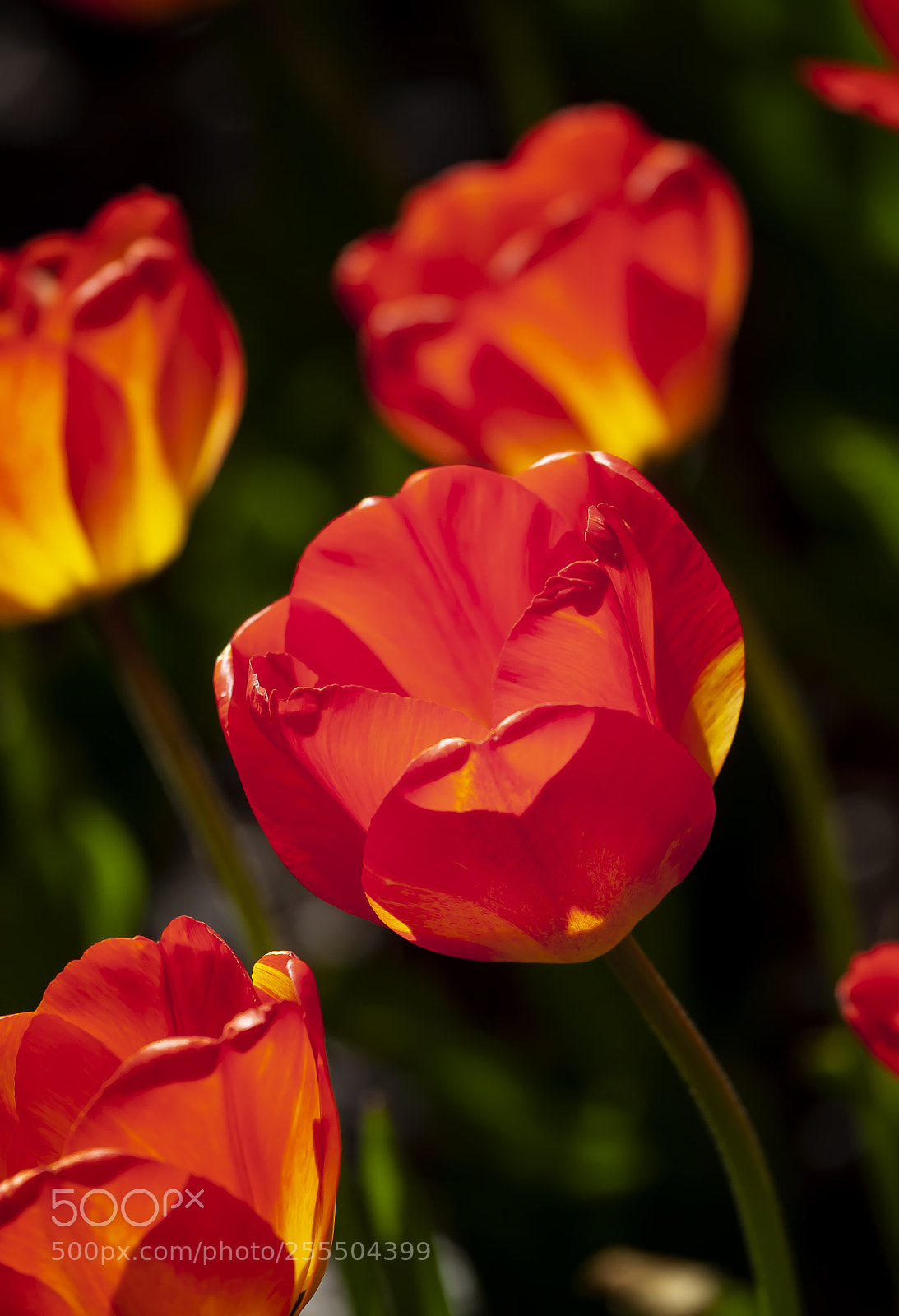 Canon EOS 5D Mark II sample photo. Tulips photography