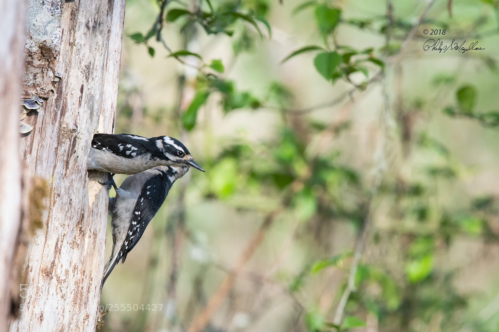 Nikon D500 sample photo. Hairy woodpecker with wings photography