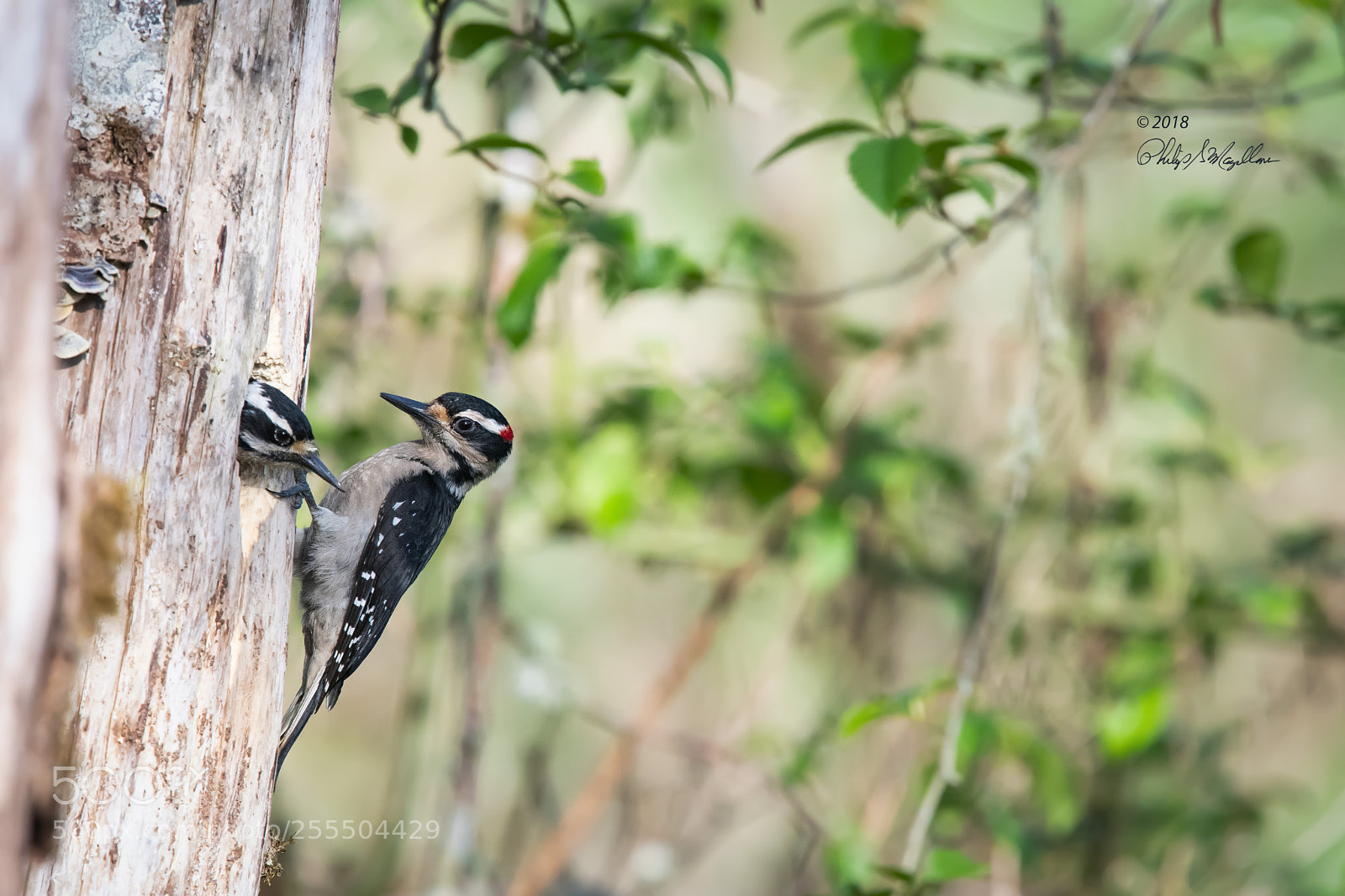 Nikon D500 sample photo. Hairy woodpecker with wings photography