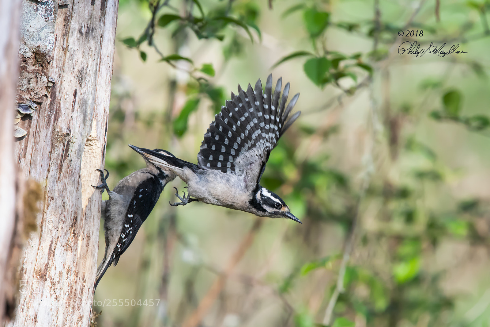 Nikon D500 sample photo. Hairy woodpecker with wings photography
