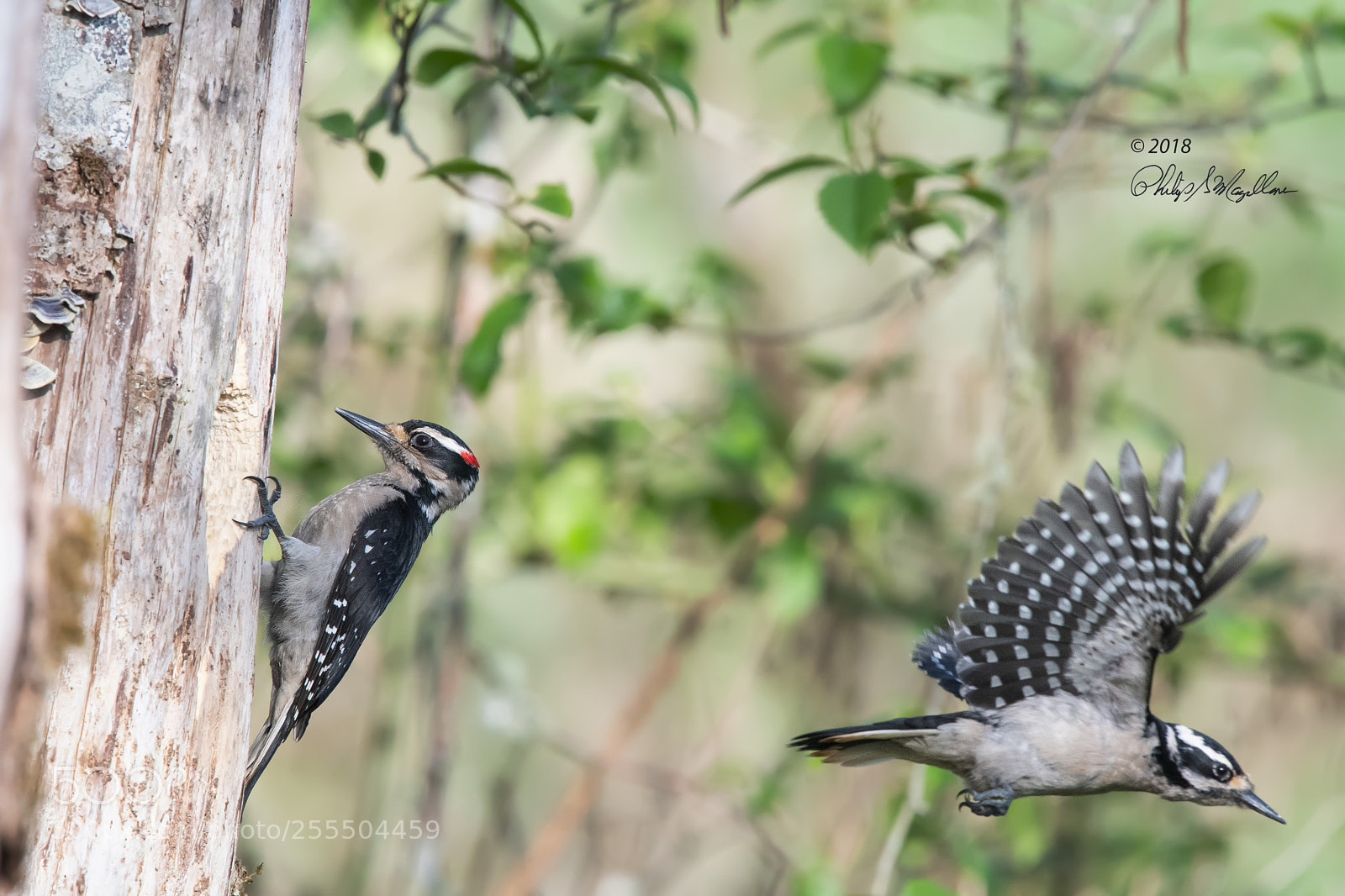 Nikon D500 sample photo. Hairy woodpecker with wings photography