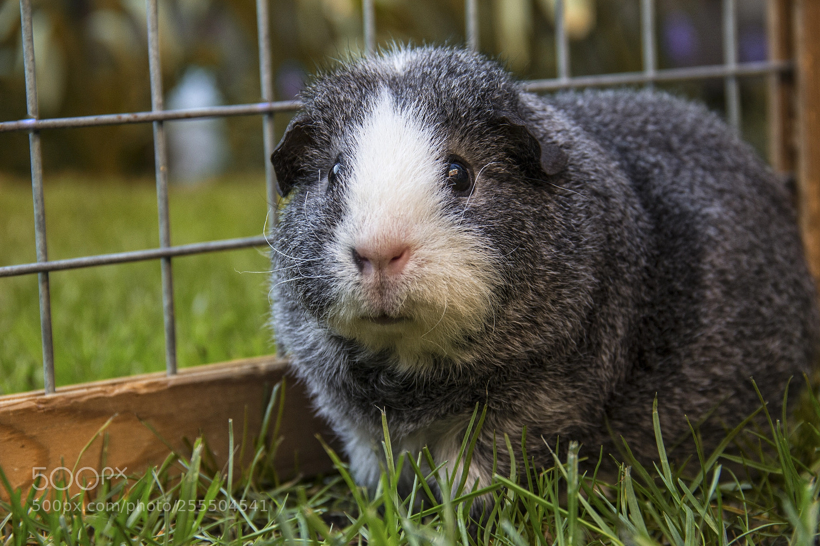 Canon EOS 600D (Rebel EOS T3i / EOS Kiss X5) sample photo. Guinea pig fussel photography