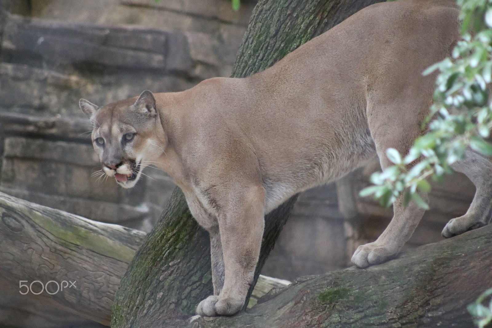 Canon EF 75-300mm f/4-5.6 USM sample photo. Cougar 4975 photography