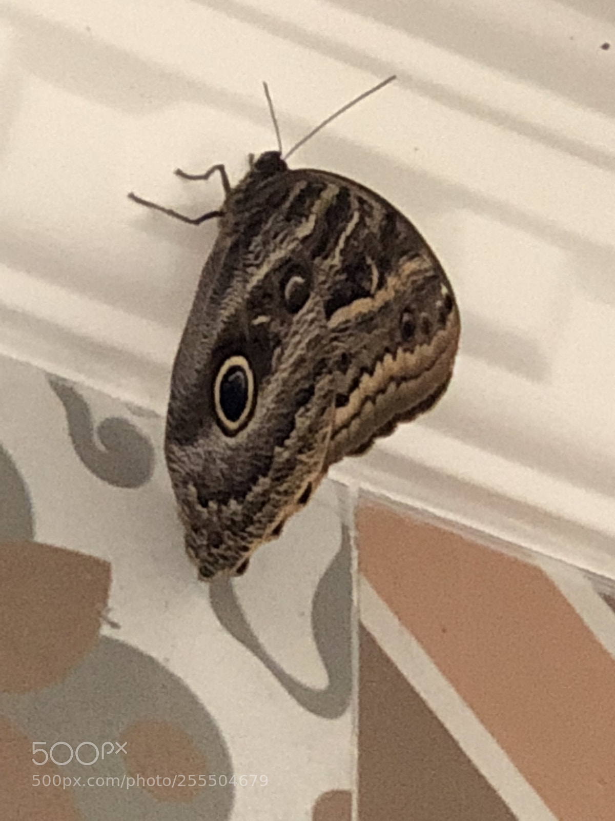 Apple iPhone X sample photo. Butterfly photography