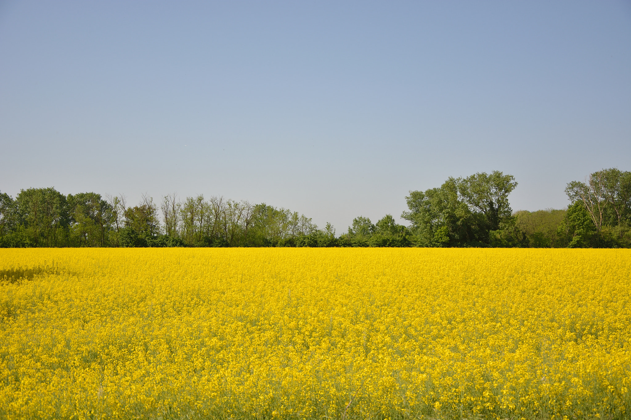 Nikon D5200 sample photo. Distesa gialla photography