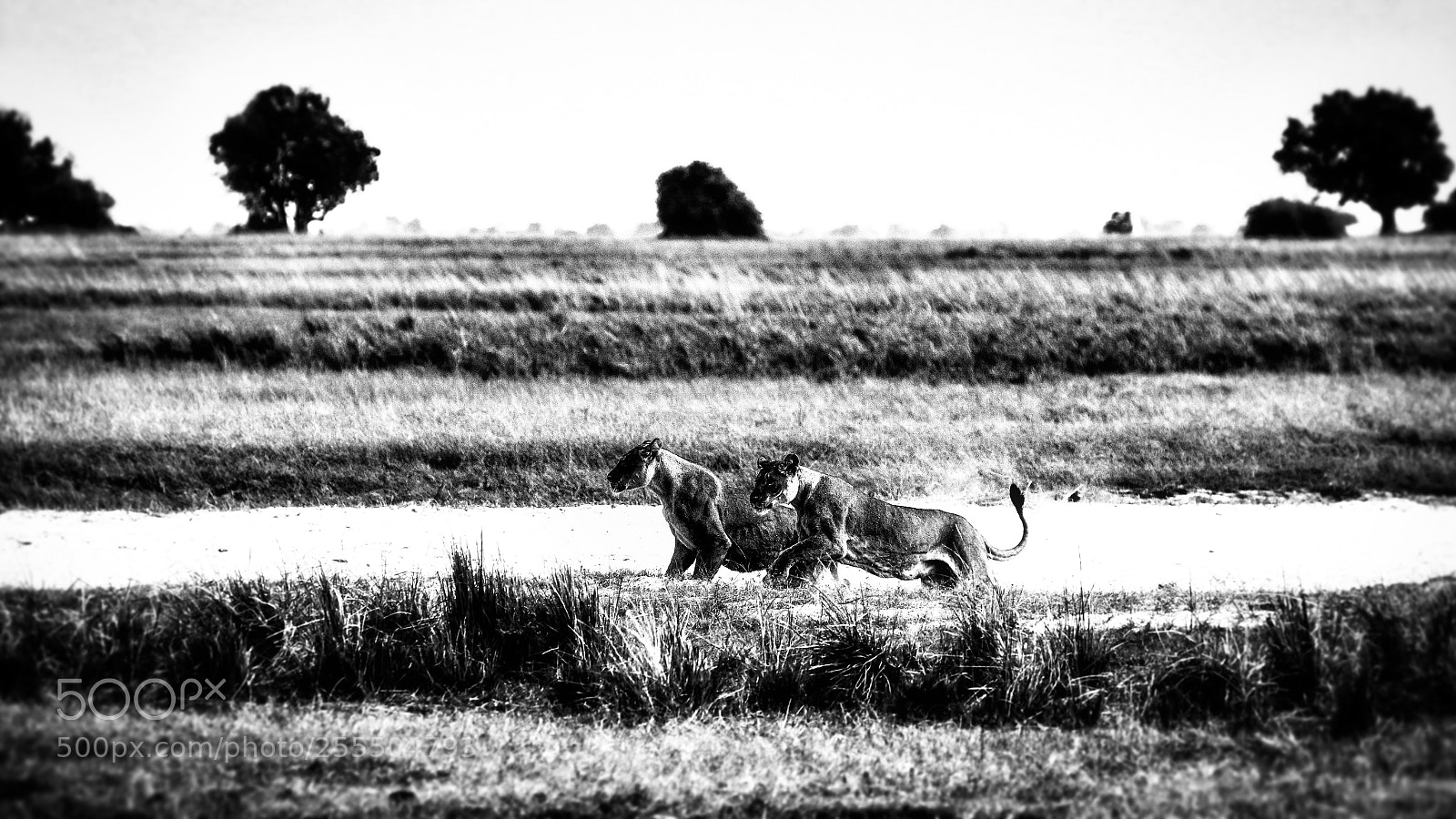 Canon EOS 70D sample photo. Guardians photography