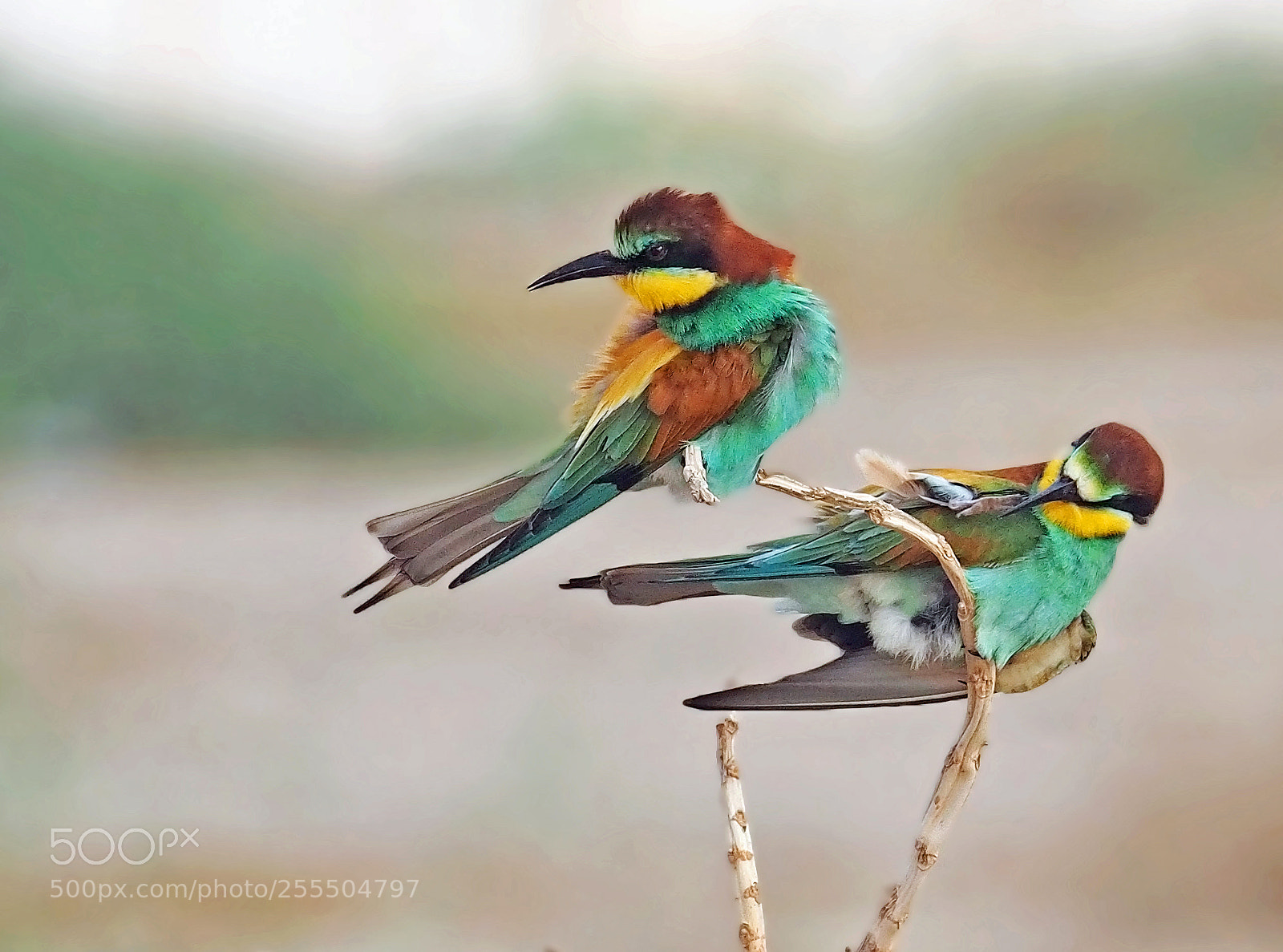 Olympus OM-D E-M5 II sample photo. European bee eater photography