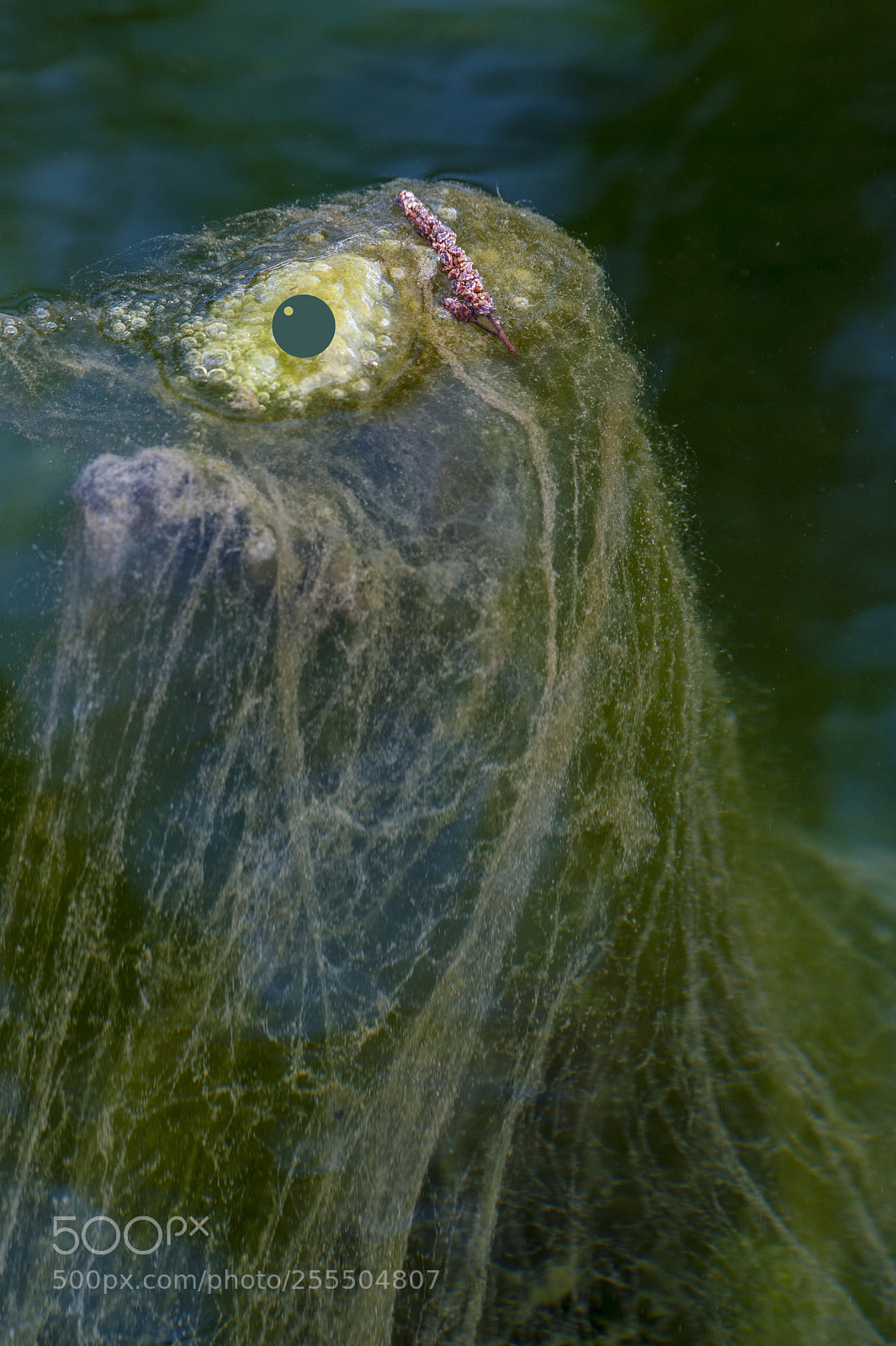 Nikon D700 sample photo. Something that is biologic photography